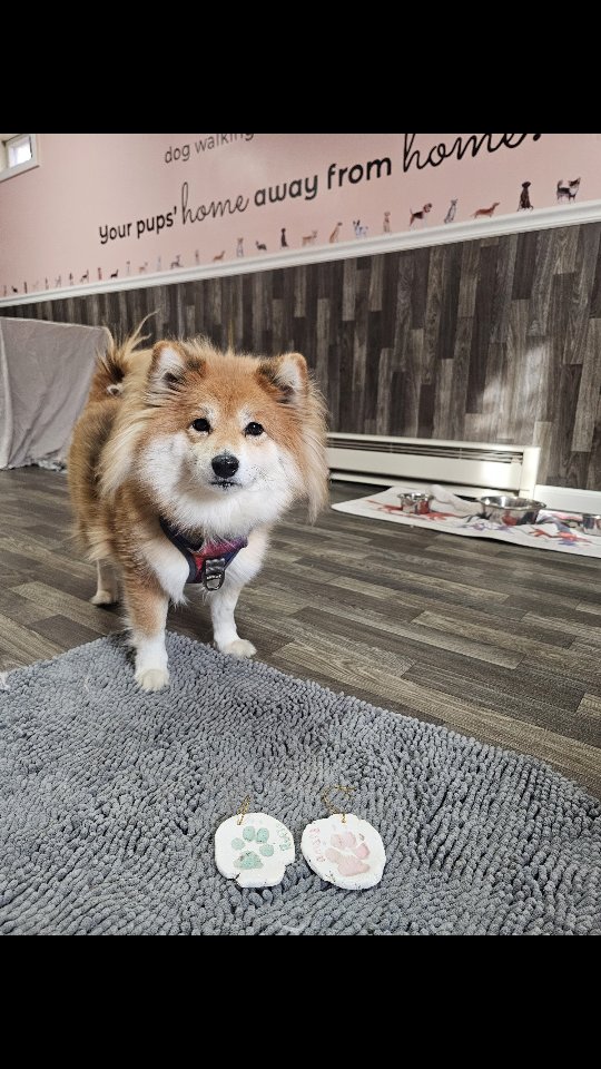 Very Merry Christmas from all of us here at Happy Pup!! I am so grateful for all of the sweet pups I get to care for throughout the year and their wonderful parents π₯° π₯°
