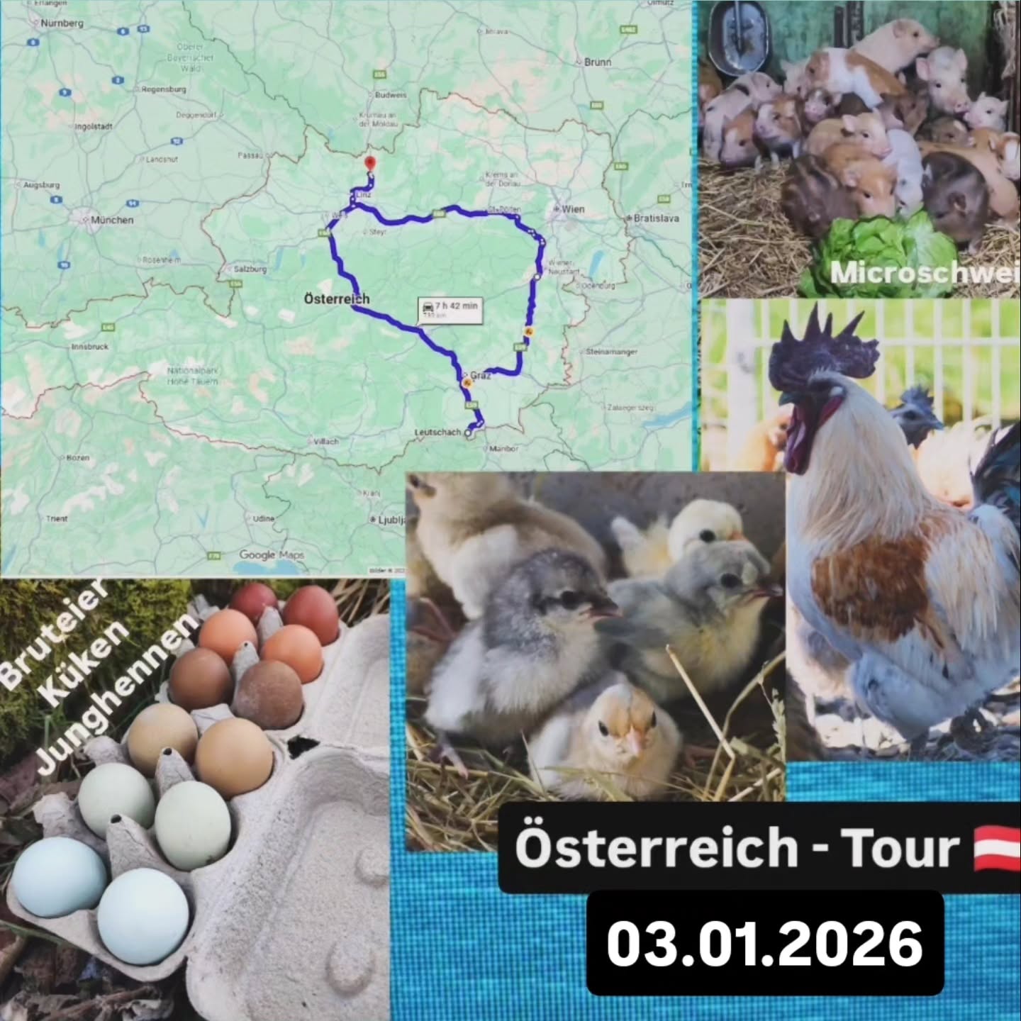 Verschoben auf kommenden Sonntag!
Servus Oö, NÖ, Wien, Burgenland und Steiermark.🇦🇹
Am Sonntag 04.01 bin ich wieder unterwegs.
Wenn ich jemanden von mir etwas mitnehmen darf, gerne PN.
Je nach Emoji habe ich:
🥚-Bruteier, 🐥-Küken, 🐓 - Junghennen
◼️Rassen-Themenboxen
von mir nach ihren gewünschten Eigenschaften zusammengestellt:
Selbstversorger, Buntes Nest, Winterleger...🥚🐥🐓
◼️Ayam Cemani🥚🐥🐓
◼️Ayam Cemani- Indonesische Linie 🥚🐥🐓
◼️Ayam Cemani Blau🥚🐥
◼️Bayrische Landzwerge🥚🐥🐓
◼️British Lavender Araucana🥚
◼️Cream-Opal Legbar🥚🐥
◼️Donxiang lukedanji blauleger🥚🐥🐓
Silber, hanffarben, schwarz
◼️GA Dong Tao🐓
◼️Gà H'mông🥚🐥🐓
- Europäisch
- Asiatische
- Bunt
◼️Gà H'mông Nackthals🥚
◼️Marans🥚🐥🐓
◼️Meierijs hoen Blauleger🥚🐥
◼️Moorhühner Gelbleger🥚🐥🐓
◼️Olivleger F1, F2, F3...🥚🐥
◼️Onagadori Bunt🥚🐓
◼️Parrot beak aseel🥚🐥🐓
(Die zutraulichste Rasse, die unangefochtene Spitzenklasse)
◼️Perlhühner weiß🥚🐥🐓
(Habicht und Mader Abwehr)
◼️Sandschak🥚
◼️Seidenhühner und gelockt/Frizzle bunt🥚🐥🐓
◼️Siciliana Hörnerkämme🥚🐥🐓
◼️Siciliana Kronenkämme🥚🐥🐓
◼️Spanier schwarz weiß blau🥚🐥
◼️Thai Siam black🥚🐥🐓
(Habicht und Mader Abwehr)
Laufvögel:
◼️Strauß 🐓
Schweine:
◼️Mini/Microschweine 🐖
◼️Iberische- Manchado de Jabugo 🐖
◼️Gutscheine für Tierwelt Rauch🎁
Die Geschlechtserkennung der Junghennen ist zu 80% möglich.
Ausführliche Informationen, Fotos und Zuchtgruppendetails findest du unter:
www.broholmer-zucht.com | Instagram & Facebook: @huehnerwelt_rauch
________________
Bezüglich Treffpunkt können wir uns gerne persönlich abstimmen.
Zur Orientierung die Route verläuft über:
Hinfahrt Vormittag:
Linz, Ansfelden,
A1, Enns, Haag, Amstetten,
E60, Melk, St. Pölten, A21, Steinhäusl, Alland, Baden,
E59, Leobersdorf, Wiener Neustadt, Grimmenstein, Pinkafeld, Bad Waltersdorf,
65, A2, Fürstenfeld, Gleisdorf, Graz
Rückfahrt Nachmittag: Straß in Steiermark, E59, Leibnitz, Werndorf,
A9, Graz, Gratkorn, St. Michael in Obersteiermark, Mautnern, Trieben, Rottenmann, Windischgarsten,
A9, Kirchdorf a.d. Krems,
Sattledt, Wels, Ansfelden, Linz
_____________________
Bis bald,
Gabriel von Tierwelt Rauch - Haustiere mit Charakter