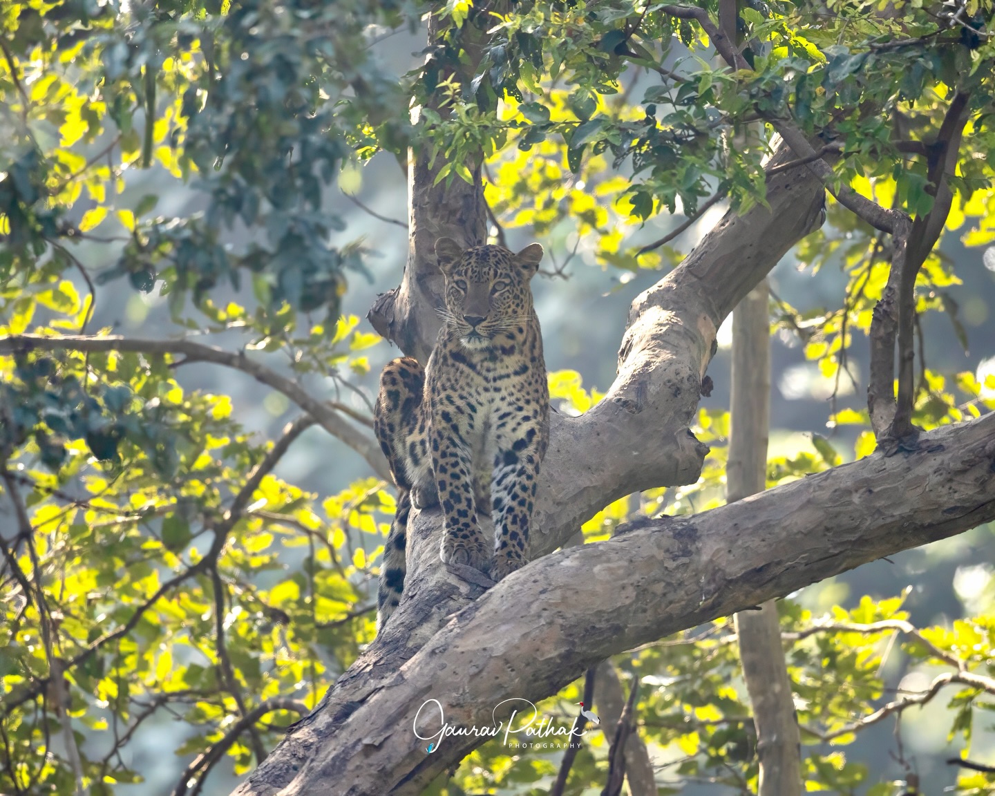 From watchful stretch to a wide yawn, and finally surrendering to sleep. A Rajaji leopard at ease in its treetop refuge, unhurried and perfectly adapted to a forest that still allows such moments of quiet dominance
.
#RajajiTigerReserve #HimalayanFoothills #IntoTheWild #IndianJungles #ForestMagic NatureWalks GoldenHourIndia WildlifeIndia EcoTourismIndia protectourforests