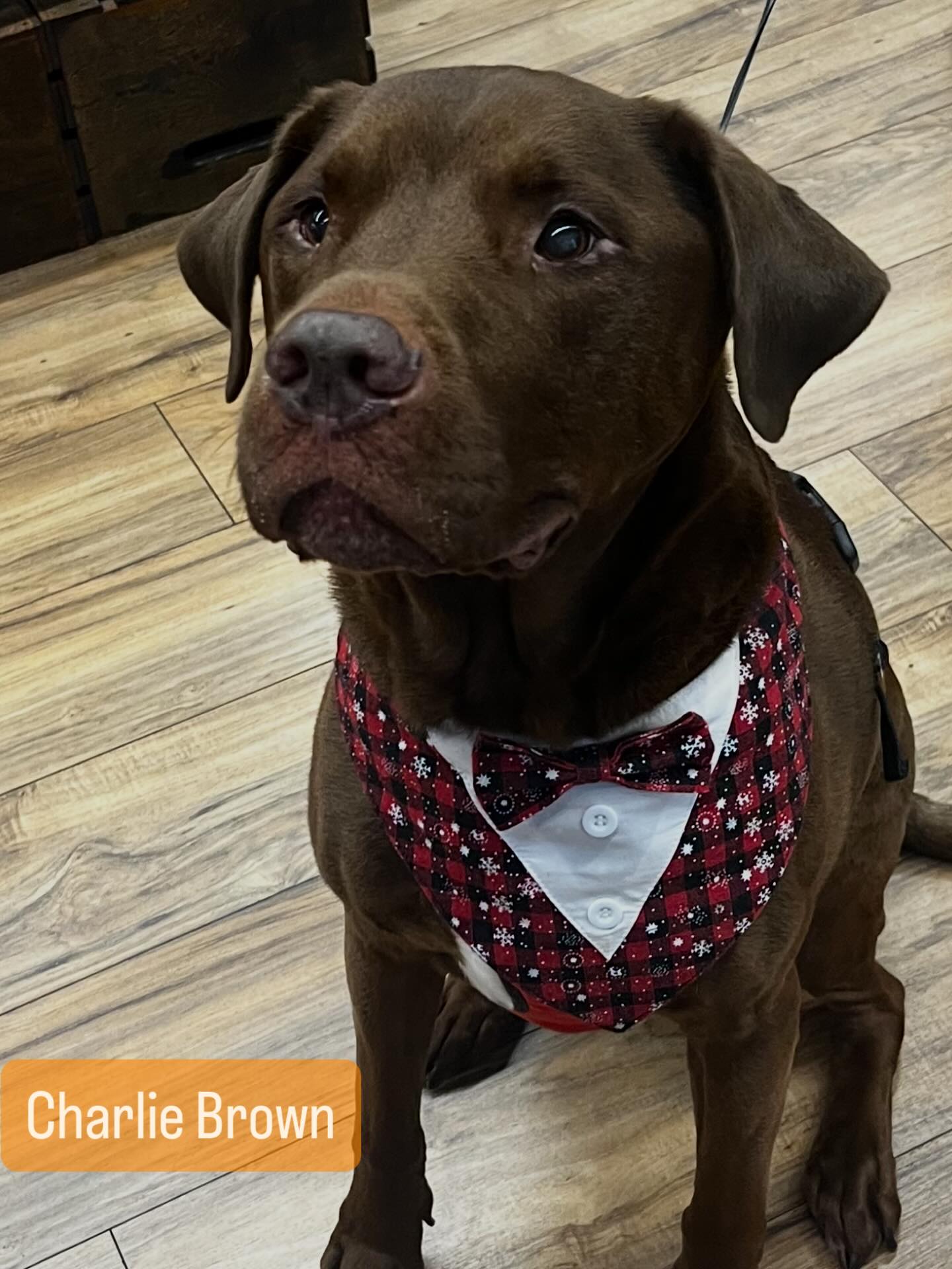 Mr Charlie Brown is looking dapper and ready to ring in the New Year with his nails trimmed to purrfection @pawsarottispetshop. Nail trims are Monday and Tuesday by appointment only give us a call.
#wooflocal #lovechoclatelabs #dognailcare #pawspups
