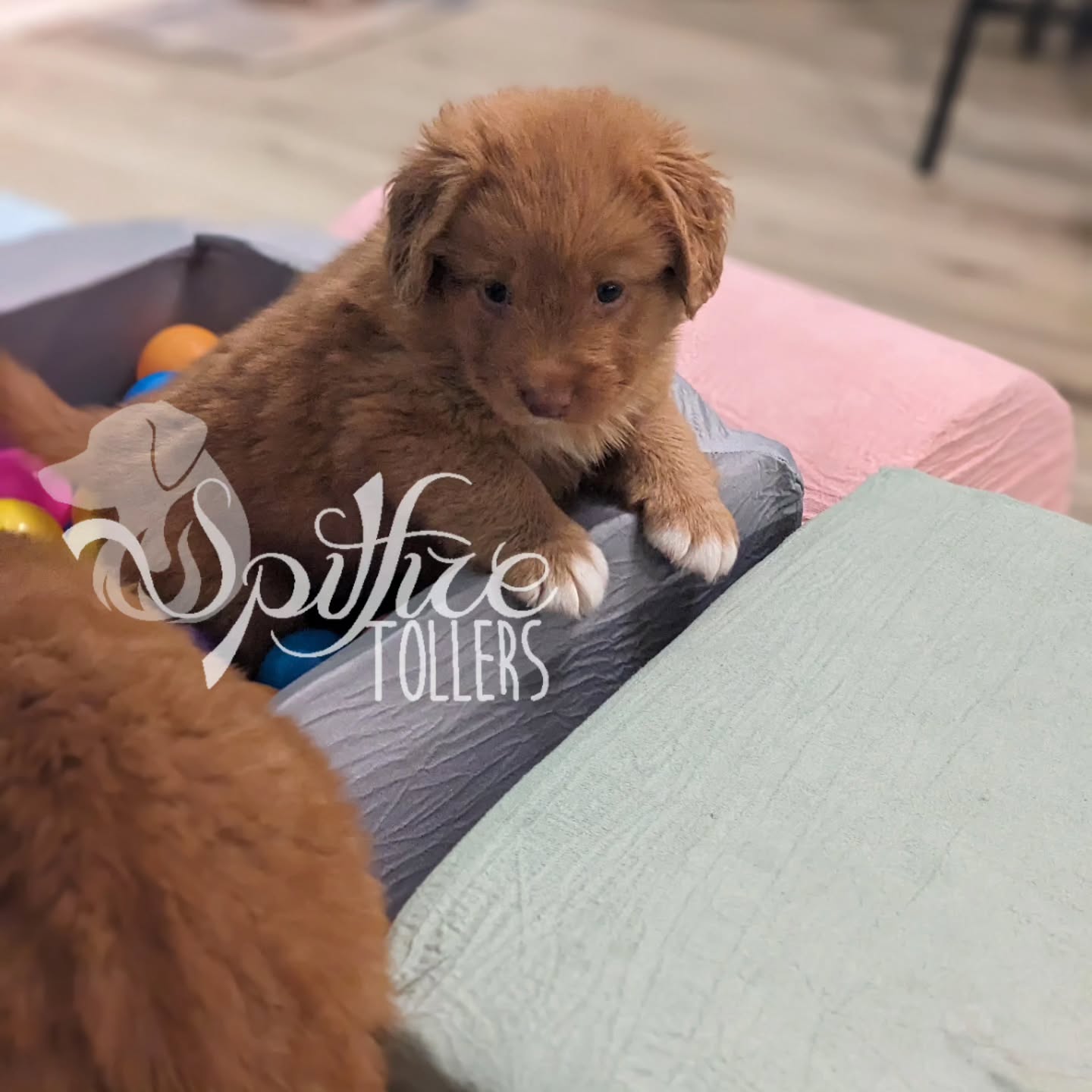 The puppies were generously gifted a ball pit, and they have taken full advantage of it this last week!
