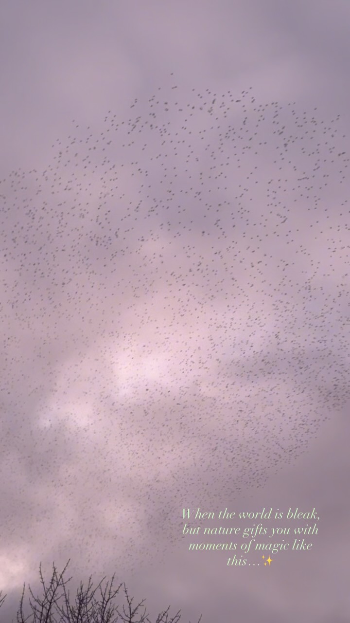 Starling murmurations are obviously more visibly impressive from a distance, without buildings and wires in the way and when you can see the incredible waves and patterns createdā¦
But the sound and atmosphere being caught underneath one actually brought tears to my eyes.
Forever humbled and astonished by nature and advocating for every tree, creature and ocean until the day I die
Moments like this > buying material things for my dopamine hits every time š¤
#starling #starlingmurmuration #birds #nature #wildlife
