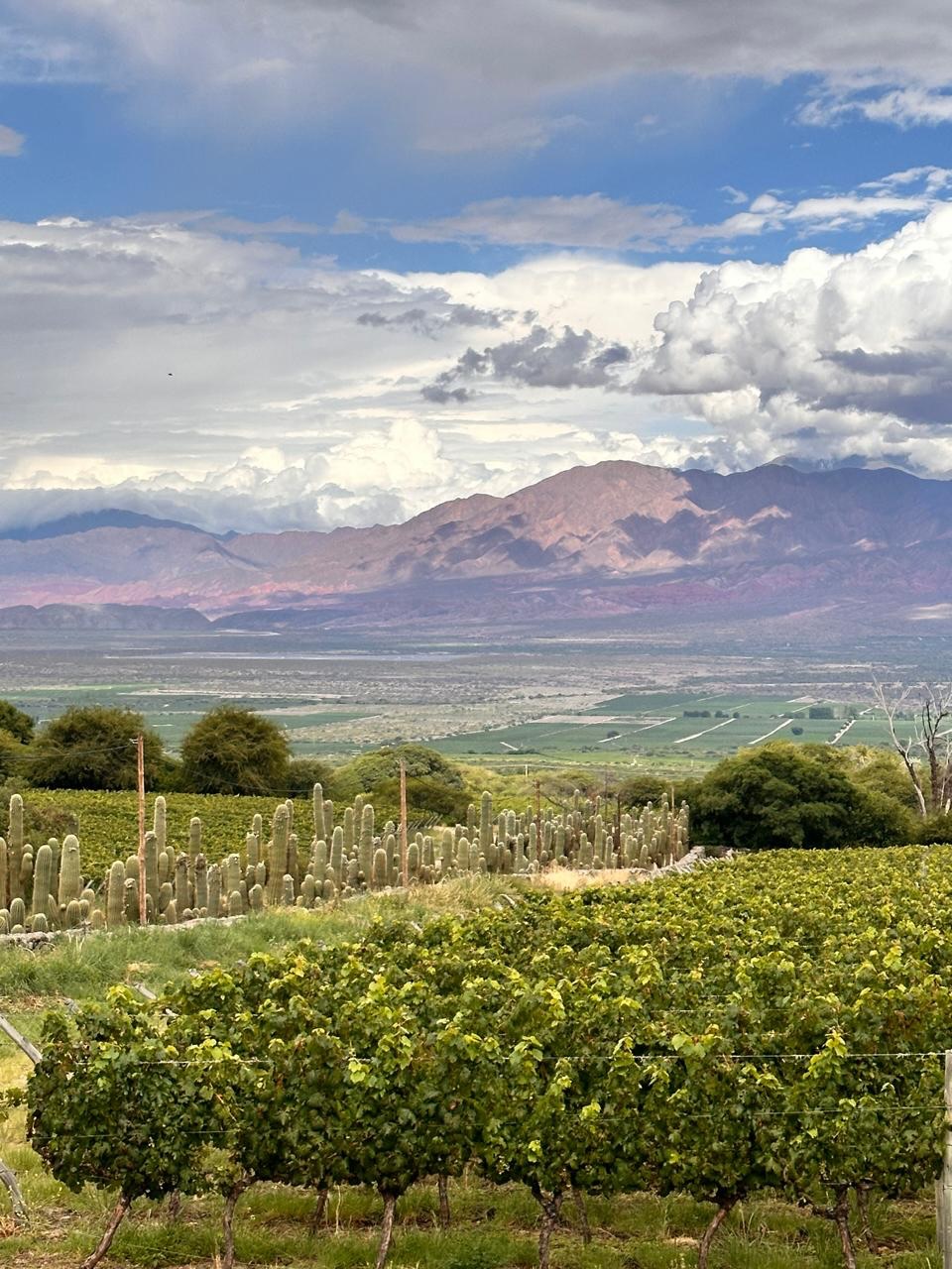 I am amazed by the stunning brightness and contrasts of the colors at the Valles Calchaquíes in Salta. During summer the greens sparkle and the reds deepen, due to the sporadic rains. Today while visiting the delighting @bodegayacochuya we tasted incredible wines!