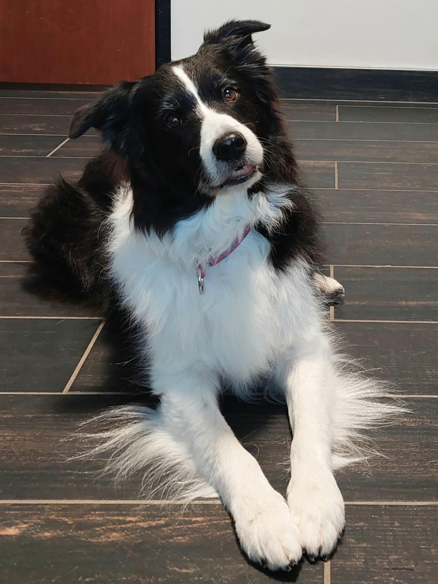 Beautiful Bliss patiently waiting during her appointment. She was such a smart girl finding the treats on the shelf!
