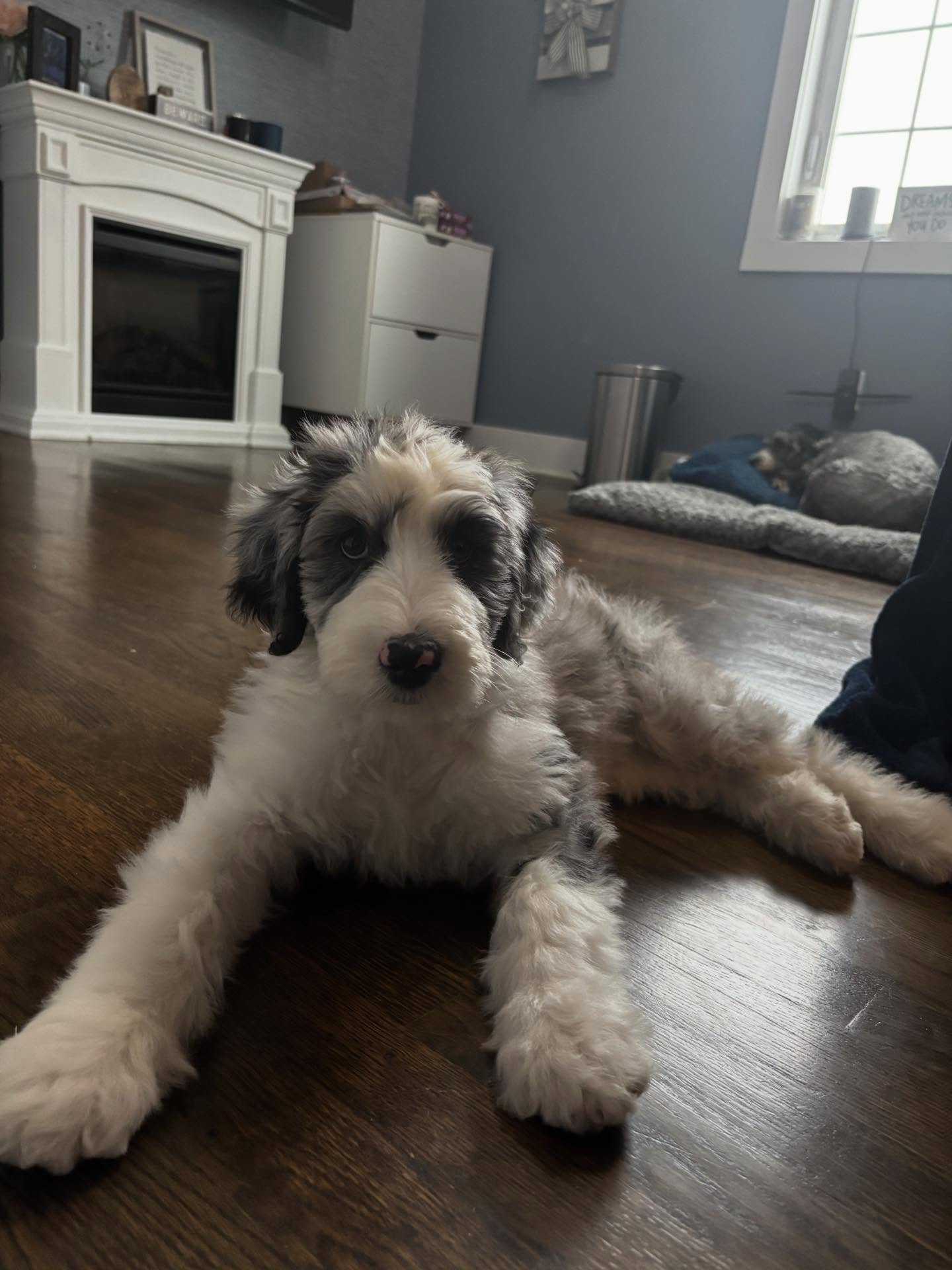 Introducing Lola!!! The newest member of our family. Future c3 Sheepadoodles mama!!! She is sweet and goofy we love her! 💕💕💕
Thank you @padgettshillpups