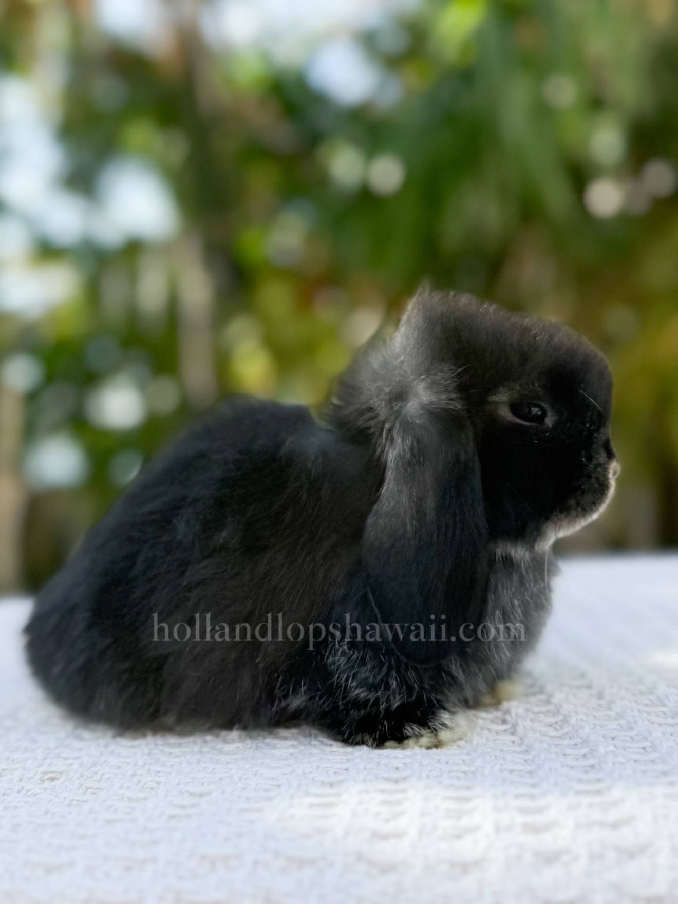 Our Stormy is available to reserve🥹 She’s a black otter purebred holland lop with the most beautiful contrast markings, the tiniest bun in her litter with a calm and docile personality — she’ll be ready for her new home on 1/14. Visit our website at www.hollandlopshawaii.com to adopt Stormy🤍
#hollandlop #hawaii #oahu #luckywelivehawaii #hollandlopbreeder