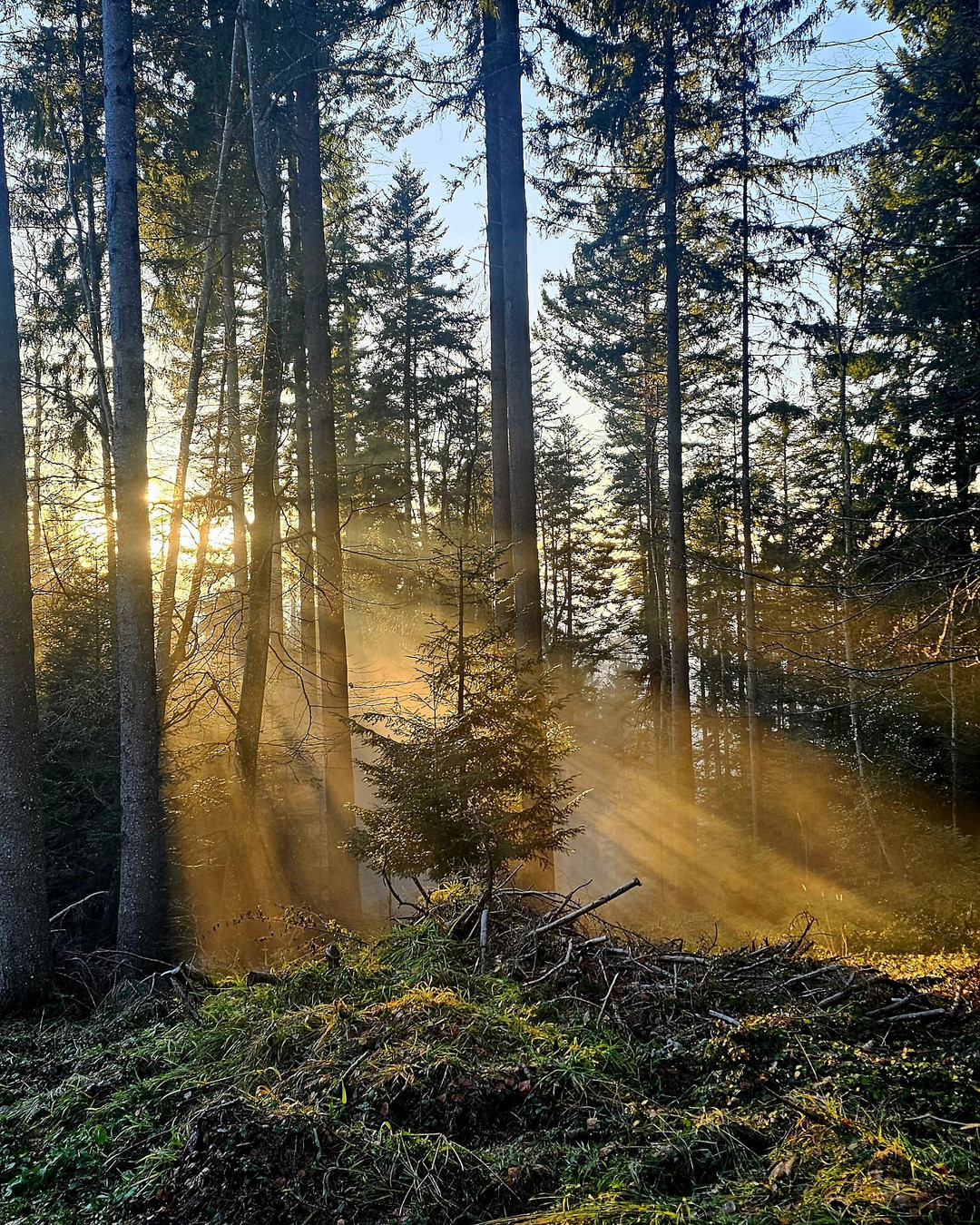 Die Rauhnächte sind eine Einladung, dir selbst zu begegnen. Nimm dir Zeit, langsamer zu werden und nach innen zu lauschen. Diese besonderen Tage ermutigen uns zur Innenschau und persönlichem Wachstum. Was sind deine Rituale während dieser Zeit? ✨ #Rauhnächte #Innenschau #Selbstentwicklung
Blog_Rauhnächte : Einblick in meine Rauhnächte findest du auf meiner Webseite unter neuen Blogs. ✨️❤️