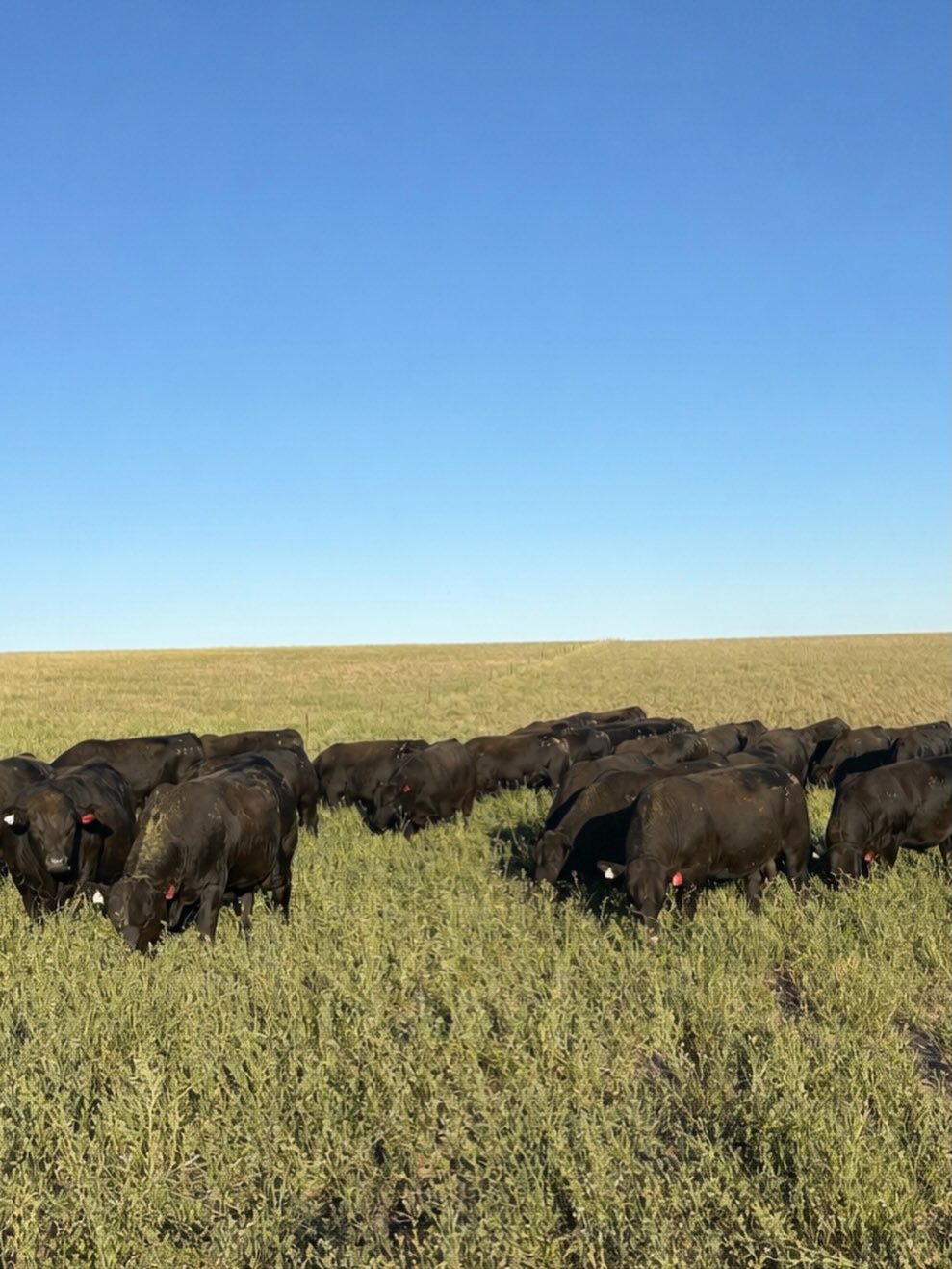 New year = bull sale prep is well underway!
Bulls catalogued ✅
Semen tested ✅
Pesti and Vibro vaccinated ✅
Genomics tested ✅
Looking forward to Brandon @bjslivestockphotography videoing the bulls next week.