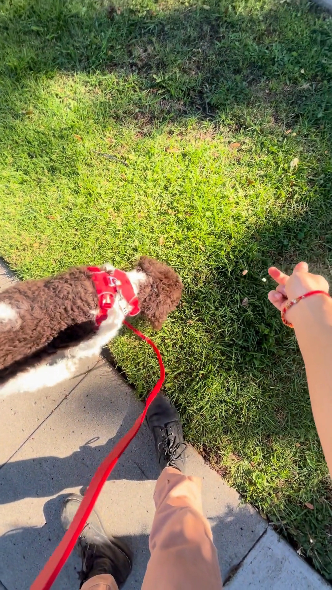 Sniffing doesn’t have to be a distraction on walks 🐾 Nick is showing how putting sniffing on cue can reward nice, loose-leash walking. For most dogs, sniffing is highly valuable and it also helps lower heart rate and support decompression. By using the environment as the reinforcer, we can rely less on treats over time while still reinforcing calm, connected walking.
👉 Would your dog love earning sniff breaks on walks?
#LianaFitCanineConditioning #VirtualDogTraining #PuppyTraining #LooseLeashWalking #PositiveReinforcement