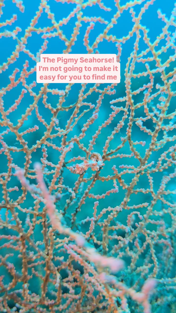Tiny, shy, and perfectly camouflaged, the pygmy seahorse is proof that magic exists beneath the waves. 🌊🐚
Barely the size of a grain of rice, yet it thrives hidden among sea fans, blending in so flawlessly you’d never notice unless you looked closely. Nature’s tiniest masterpiece in plain sight, if you’re lucky enough to find it. ✨