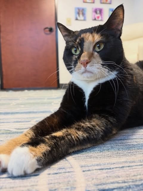 It’s official! Gem had her first exam of 2026 with us and passed with flying colors. Pretty and purr-fect in every way, so happy to have her be a part of our crew 🩺❤️💎✨