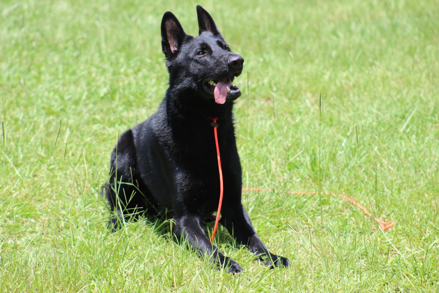 New Year, New Training Goals 🐾✨
New year means fresh goals, better habits, and a well-trained pup by your side. If getting your dog started on the right path (or leveling up their training) is on your New Year’s resolution list, now is the perfect time.
Availability Update
• 1 training spot left for this month
• 2 training spots available for February
We are currently running a special on our Board & Train programs, making this the best time to invest in your dog’s training and set the tone for a successful year ahead. Structured training, clear communication, and real-life skills that last well beyond the program.
Spots are limited and fill quickly. Send us a message to claim your spot and let’s make 2026 the year your dog truly shines.
Contact Us
4707381117
info@purplepupsatl.com
#NewYearNewGoals #DogTrainingGoals #BoardAndTrain #PurplePupsATL #WellTrainedDog NewYearResolution