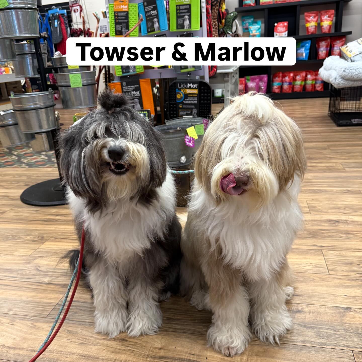Welcome to nail trim day @pawsarottispetshop Towser & Marlow! We so enjoyed meeting you ๐
โ๏ธ๐๐พ
#rainydayactivities #nailtrimsfordogs #pawspups #golocalsoco