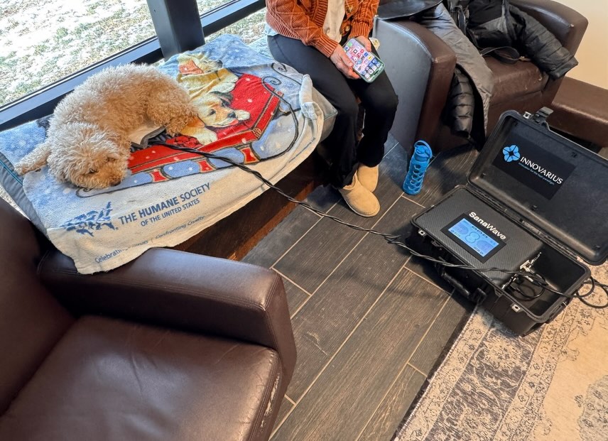 Lemon is a pro at her relaxing and healing time. Paws-itively living her best life during sanawave. Sanawave is amazing for recovery! It provides a non-invasive solution to support the body’s natural healing process using gentle, warming, targeted energy.