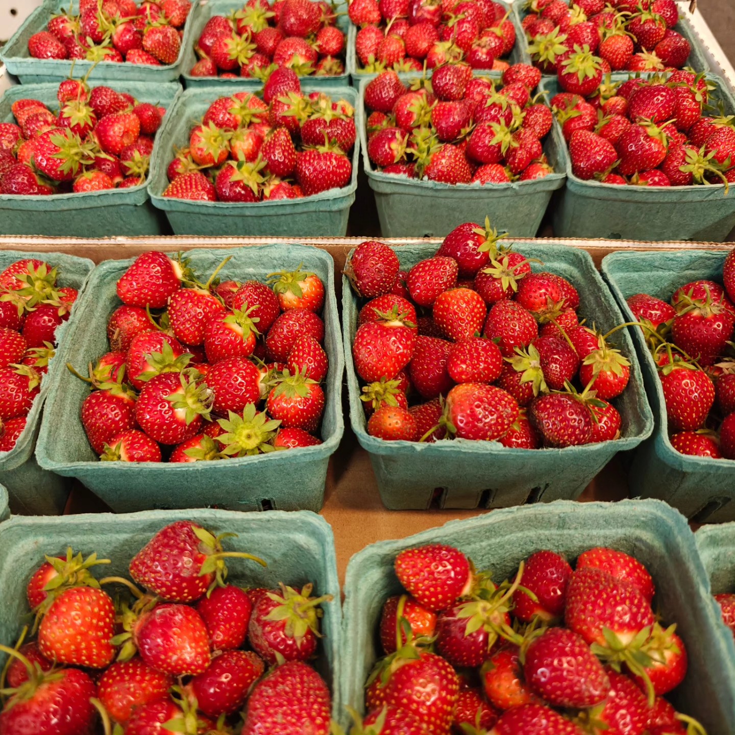 🍓🍓We have berries! 🍓🍓 Don't want to pick in the heat? We have sweet berries looking for a home!
Message us here or visit: www.thefarmatbirchfield.com
First come first serve. When they're gone, they're gone.
#MichiganStrawberries #GoingFast #birchfieldfarm #strawberrylove