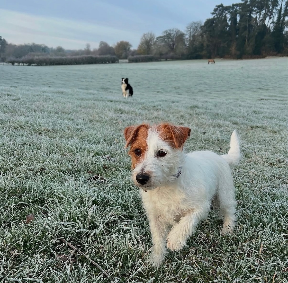 Happy Birthday to our beautiful Dotty Daydream 💕
#dottythedog #happybirthday #jackcambjrt #jackrussellterrier