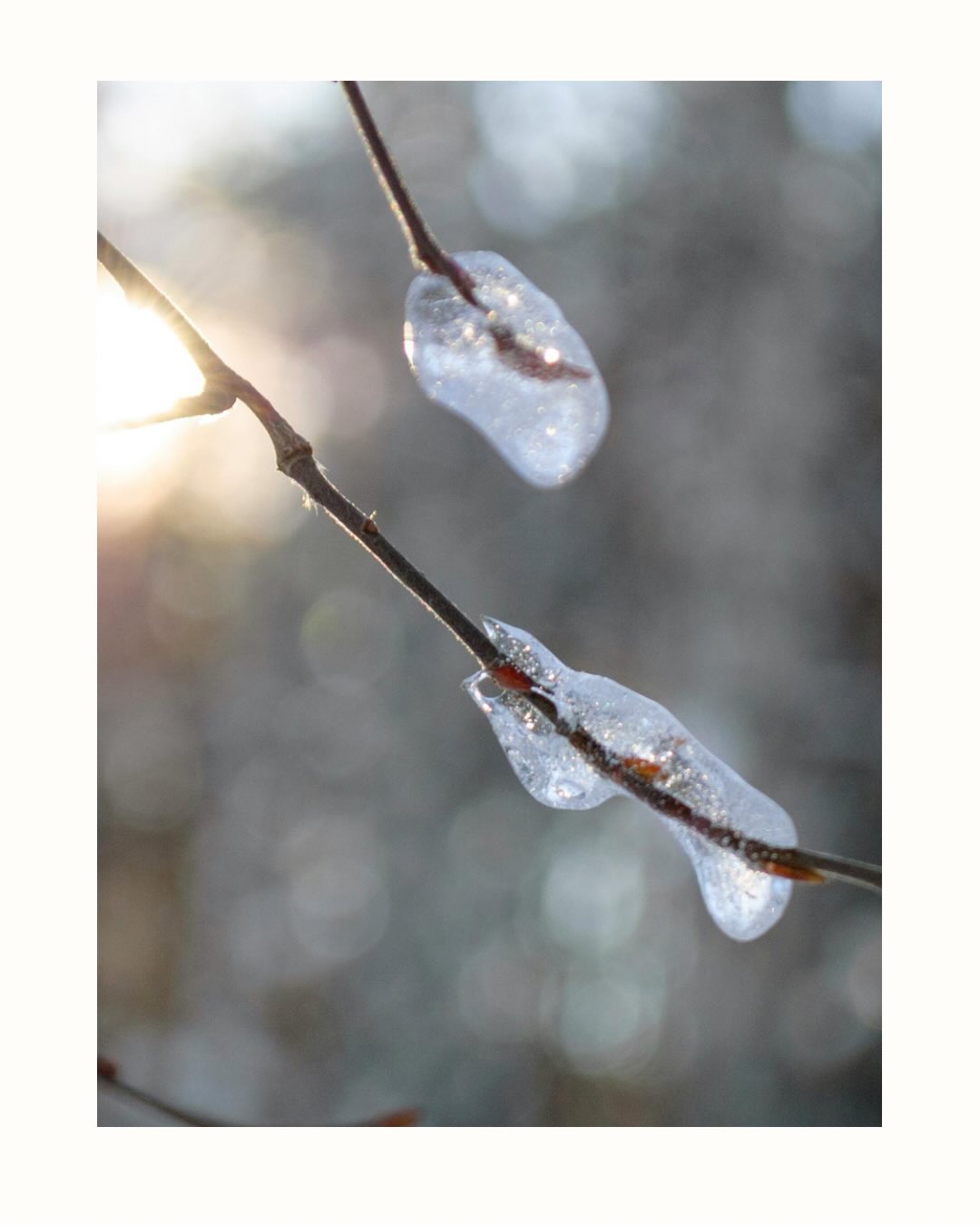 Witte winterdagen.
Knisperende sneeuw onder mijn voeten,
miljarden supervlokken in de lucht.
Alles stil. Alles zacht. ❄️
Met een koude rode neus en waterige oogjes
weer naar huis — opwarmen, vertragen, thuiskomen. ☕🤍
Ik wens julllie nog veeel mooie en veilige witte winterdagen.
Liefs Dagmar
#winterseason #snow #sneeuw #wit