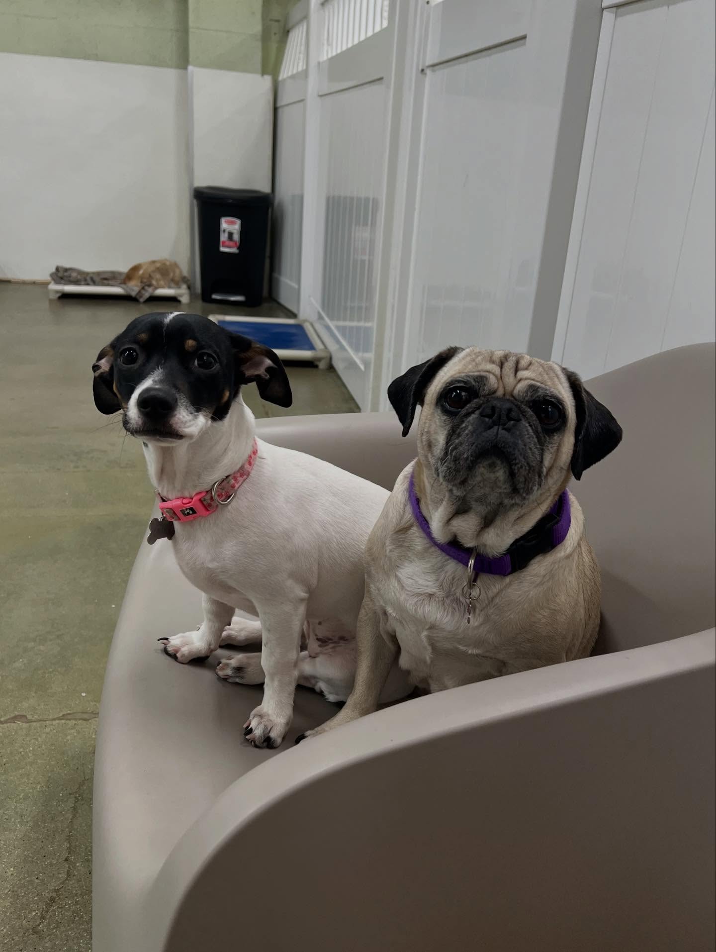 a bunch of besties 🐾🐶👯♀️
#happynewyear #doggydaycare #funtimes #doggy
