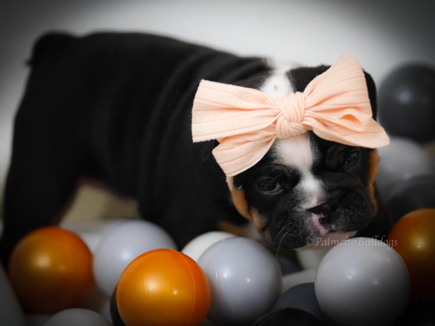 Meet Miss “Nebula” ✨ #palmettobulldogs #englishbulldogpuppy #bulldog #puppies #englishbulldogs