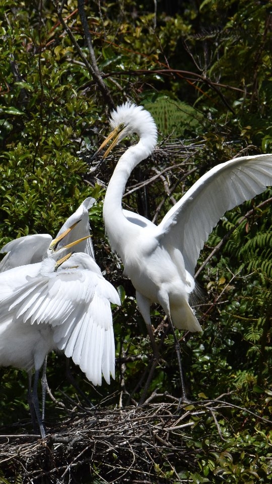 Kōtuku twins get their last feed for 2025 - everything in moderation on New Years Eve 😉
Enjoy tonight's celebrations, wherever you are and whoever you are with 🥰
#newyearseve2025 #whiteheronchicks #whiteherontours #waitangirotonaturereserve #westcoastsouthisland
