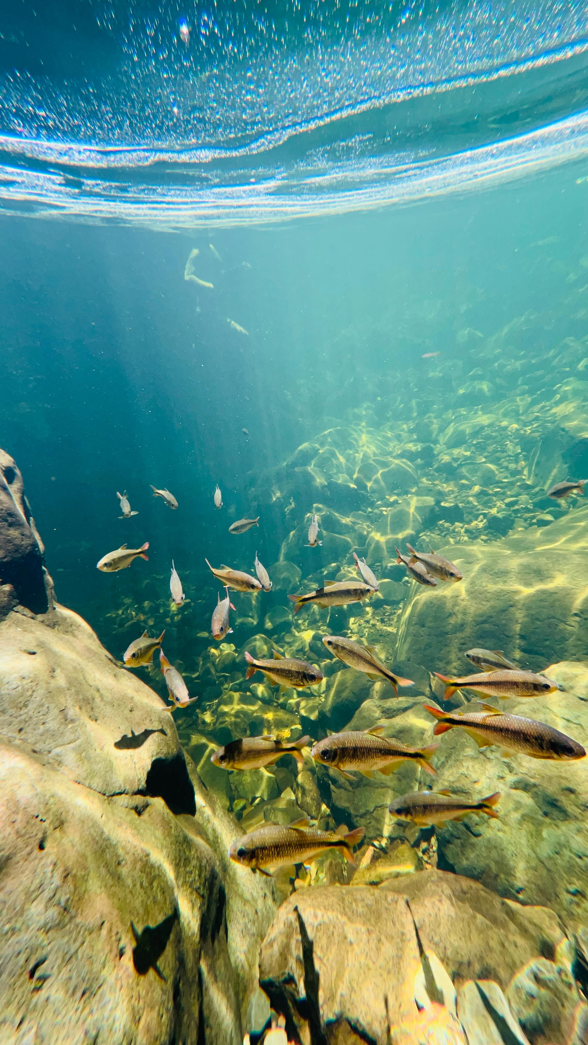Hoje quem nos deu a honra da graça foi os lambaris nas piscinas naturais do cânion Malacara.
O Lambari é um pequeno peixe de escamas, com coloração prateada, e nadadeiras variando entre amarela, vermelha e o preta. Seu corpo é alongado e um pouco comprimido. Possui duas manchas, sendo uma próxima à nadadeira peitoral, com forma ovalada e posição horizontal, e outra em forma de clava, seguindo do pedúnculo caudal à porção mediana do corpo. Seu tamanho médio é entre 10 e os 15 centímetros de comprimento.
#canyonsdosul #ecoturismo #santacatarina #turismonosul #aparadosdaserra