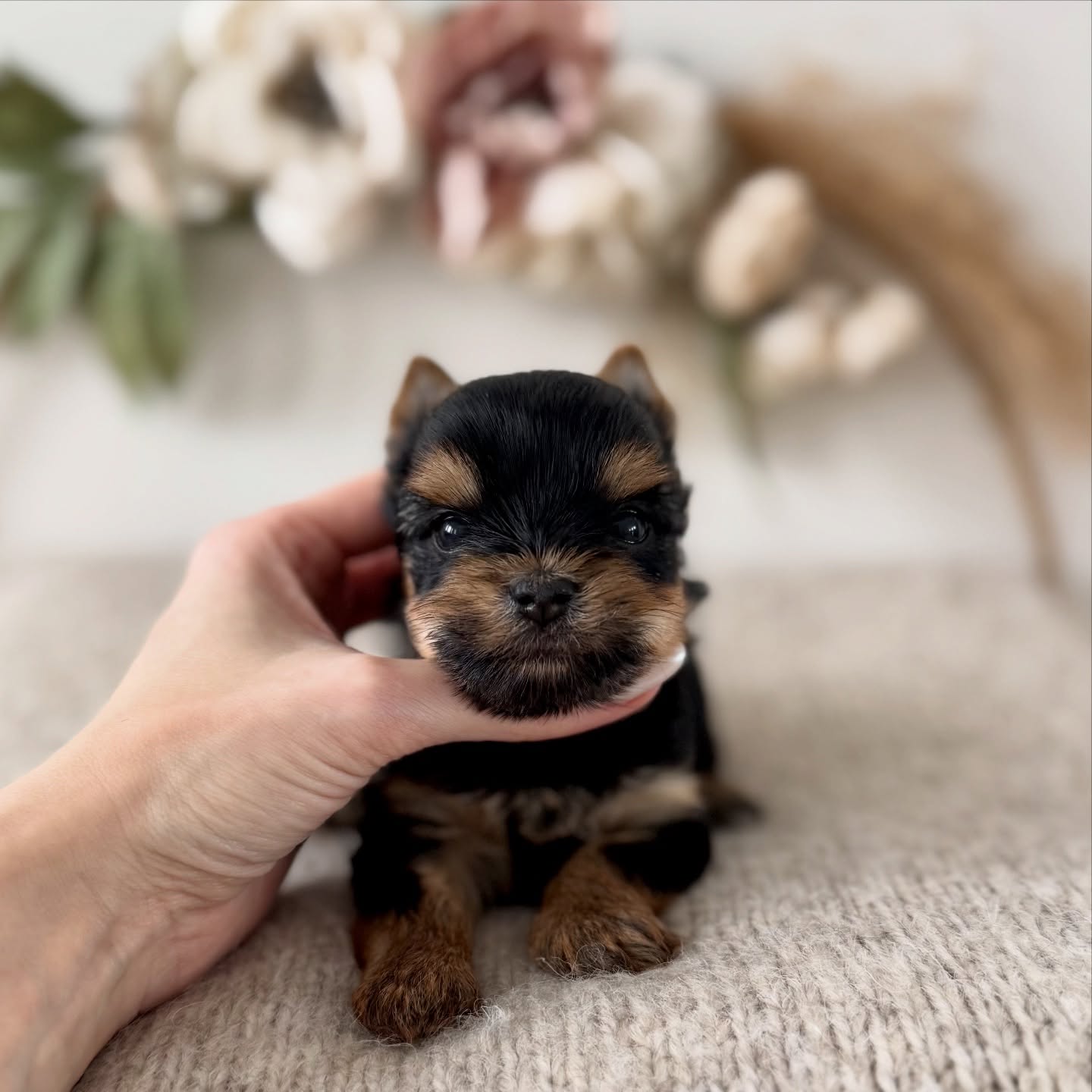 Noelle at 5 weeks. Charting 4.5lb 🩷.pending