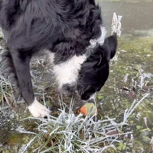 Magische sferen ❄️✨
Geen dik pak sneeuw, maar de natuur trakteert ons op een schitterende laag rijp. De tuin is veranderd in een verstild palet van grijs en groen. Prachtig!
Louca voert intussen een verwoede strijd met de natuurwetten... want hoe krijg je in hemelsnaam een vastgevroren tennisbal mee? 🎾❄️
Ook de kippen laten zich niet kisten door de kou. ‘s Nachts trotseren ze -8 en de volgende dag geven ze gewoon 8 eitjes🥚We zijn trots op deze bikkels, die natuurlijk flink verwend worden met warme hapjes en drankjes.
En wij? Wij verschansen ons heerlijk bij de haard, achter de computer. We zijn volop plannen aan het maken voor het zonnige seizoen ☀️ We hebben er nu al ontzettend veel zin in!
————-
Ambiance magique ❄️✨
Pas de grosse couche de neige, mais la nature nous offre un magnifique spectacle de givre. Le jardin s’est transformé en une palette paisible de gris et de vert. C’est splendide !
Pendant ce temps, Louca mène un combat acharné contre les lois de la nature... car comment diable peut-on récupérer une balle de tennis gelée au sol ? 🎾❄️
Nos poules, elles aussi, ne se laissent pas abattre par le froid. Elles affrontent courageusement les -8°C la nuit et nous offrent tout de même 8 œufs le lendemain 🥚 Nous sommes fiers de ces championnes, qui sont bien sûr chouchoutées avec de bons petits plats et de l’eau bien chaude.
Et nous ? Nous nous calfeutrons au coin du feu, derrière nos ordinateurs. Nous préparons activement la saison estivale ☀️ Nous avons déjà tellement hâte !
#wintermagic #chambredhotesdecharme #slowliving #ohlechateau #bordercollieofinstagram
