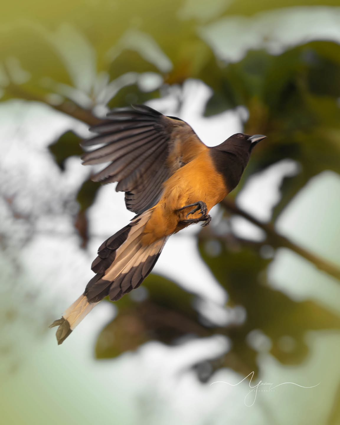 Treepie Jumping for a pie!
#birdphotography #photography #treepie
