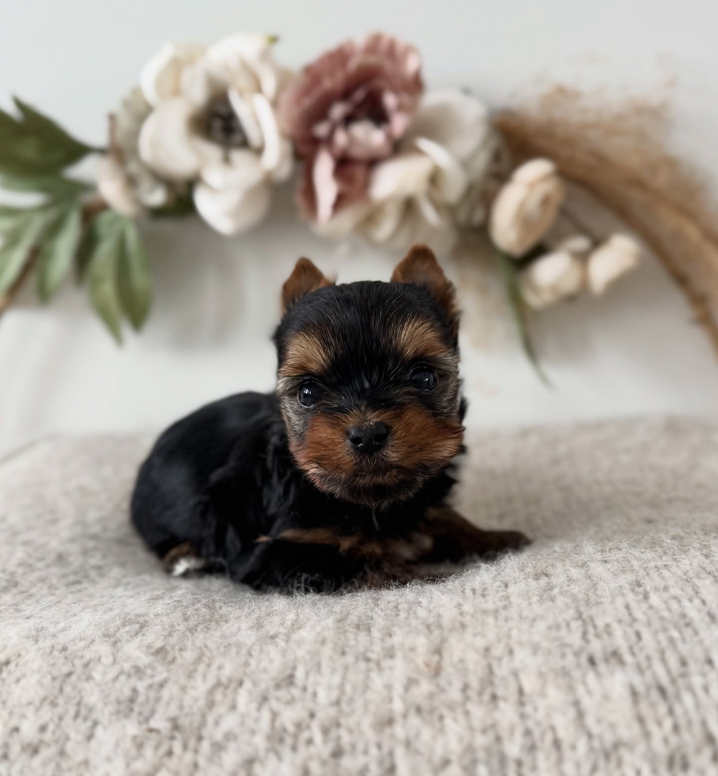 Belle at 5 weeks. Charting 5lb 🩷 available