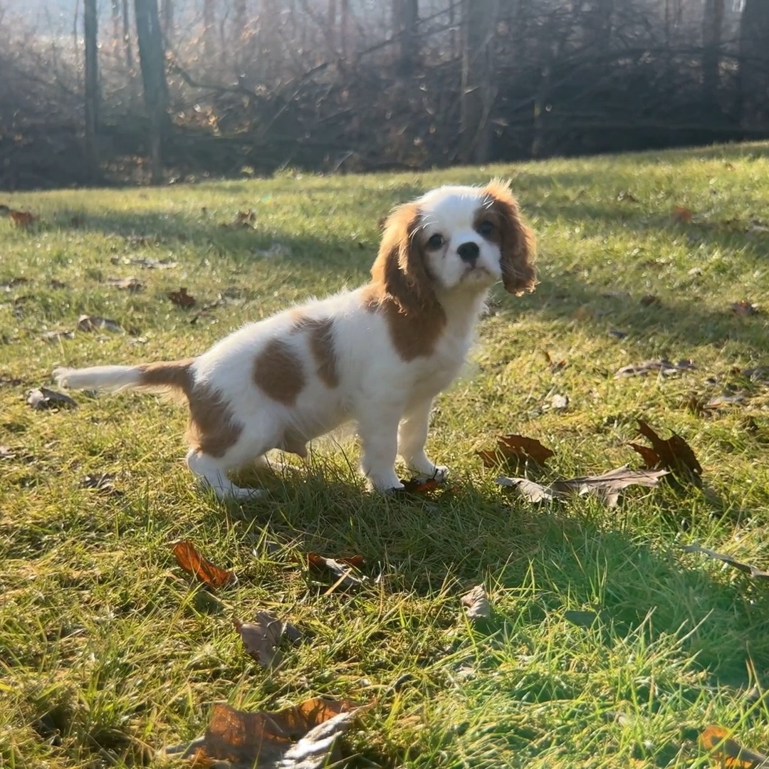 Mack Is The Sweetest Little Blenheim Boy! Learn More About Mack Here ➡️ https://www.woodlandcanines.com/product-page/mack-cavalier