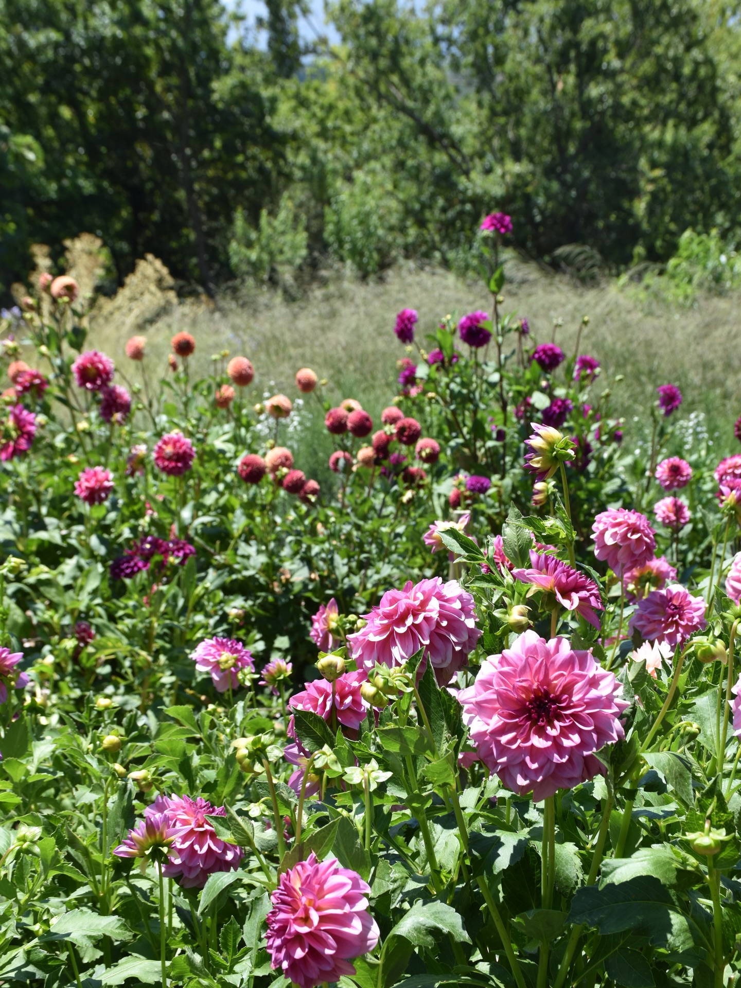 I went back to visit @maurelmary magical farm in the Elgin Valley yesterday, the first time since October, and it felt like stepping straight into summer.
This time I brought another garden designer with me, @nichoward who’s also over from London. He and Mary have known each other online for years, and it was such a treat watching them finally meet in person and dive straight into plants, ideas and stories.
We explored the borders and Mary’s Meadow all over again, seeing how it has settled and shifted with the seasons. And this time we actually ended the afternoon the way I’ve wanted to since my first visit, with a cold beer and a dip in that crystal clear natural swimming pond. Absolute heaven.
There really is something about Mary’s. A place you never want to leave, and a reminder of why we all fell in love with gardens in the first place.