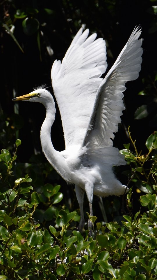 Kōtuku siblings preparing for their first flights in 2026…
Happy New Year! 🎉
Thank you! - we’re very grateful for your continued support and look forward to sharing more special moments with the Kōtuku in the year ahead.
Our very best wishes to all 🥰
#whiteherons #whiteherontours #whiteheronsanctuary #waitangirotonaturereserve #southislandnz