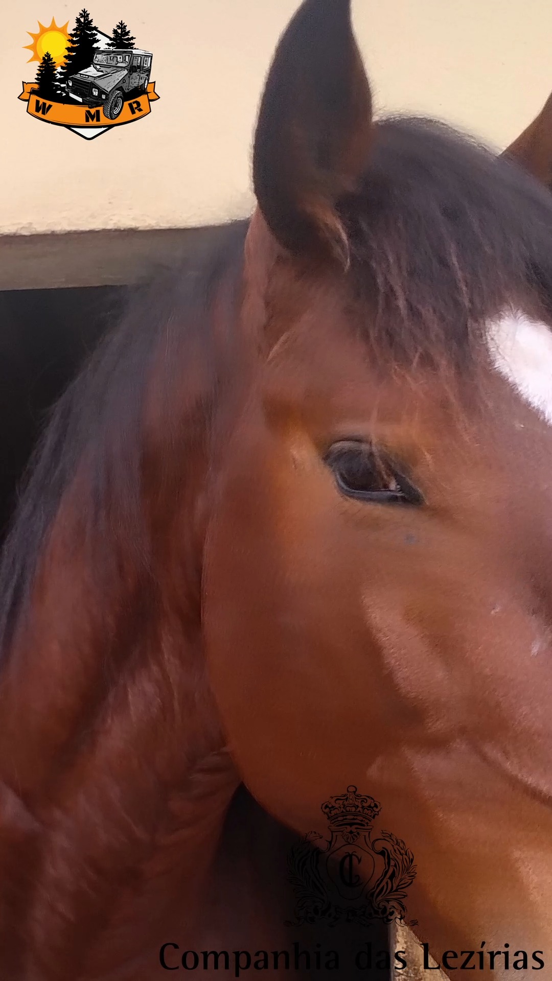 🌿✨ Unique experiences at @companhiadaslezirias
with @westernmost.route x @lynx_travel11
🦅 Birdwatching at @evoa_aves
🍷 Wine tastings at Adega Catapereiro
🍽️ Authentic flavors at A Coudelaria restaurant
🧺 Picnic in the heart of a protected natural reserve
🌳 One of the largest cork oak landscapes in Portugal
🌍 Living nature, changing with every season
👉 A world waiting to be explored
#companhiadaslezirias #westernmostroute #lynxtravel #evoa #birdwatching #naturetravel #ecotourism #slowtravel #visitportugal #portugalnature #corkoak #wineexperience #offthebeatenpath