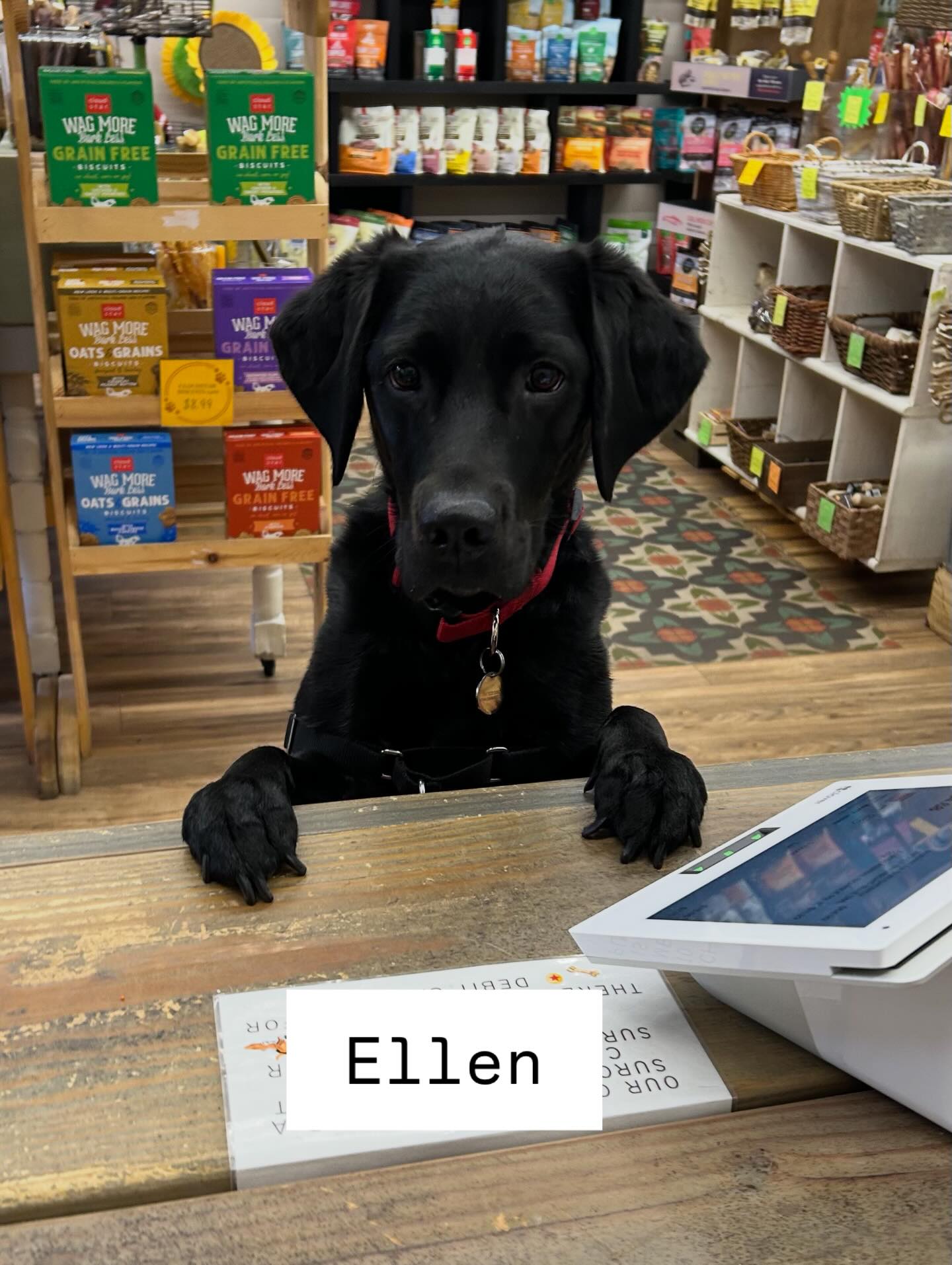 Ellen! Hoozagoodgirl? Yes, Ellen is ๐๐พ๐โ๐ฆบ
#loveblacklabs #wooflocalsoco #pawspups #dogsofinstagram