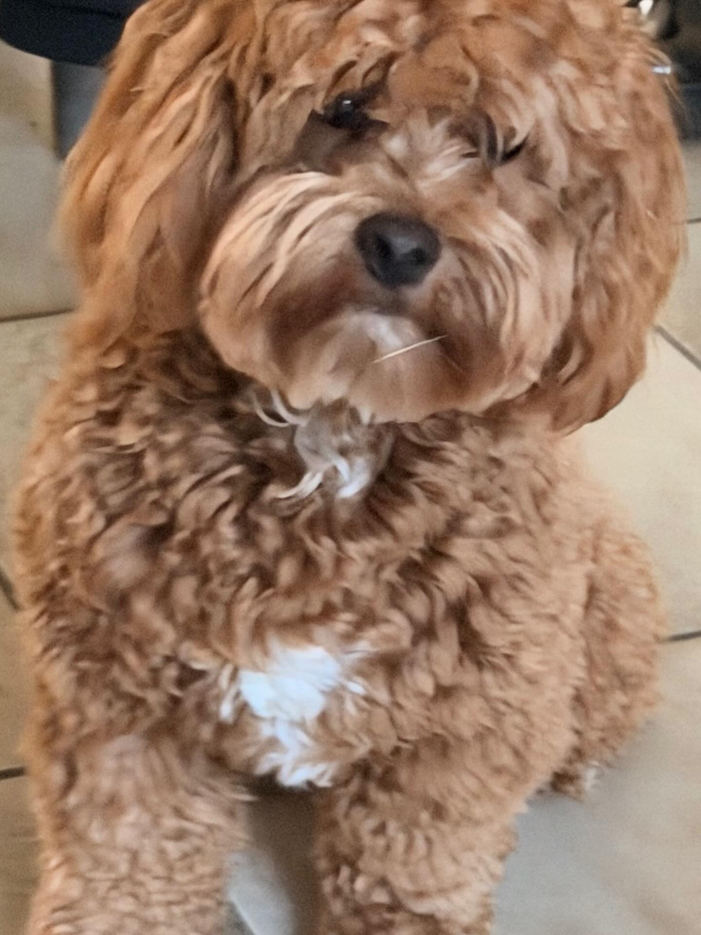 Gaston is een Maltipoo van een jaar. Hij stond altijd aan, snel overprikkeld. Opspringen, opdringerig.. Blij om te kunnen helpen met onderbouwde oplossingen.
Dit is wat de begeleider schreef:”Johan heeft ons enorm geholpen met de begeleiding van onze hond. Het probleem waarvoor we hem benaderden heeft hij op korte termijn vakkundig opgelost! We zijn enorm tevreden over zijn aanpak en resultaten!”
#maltipoo #maltipoopuppy #puppylove #hondengedrag #hondengedragstherapie