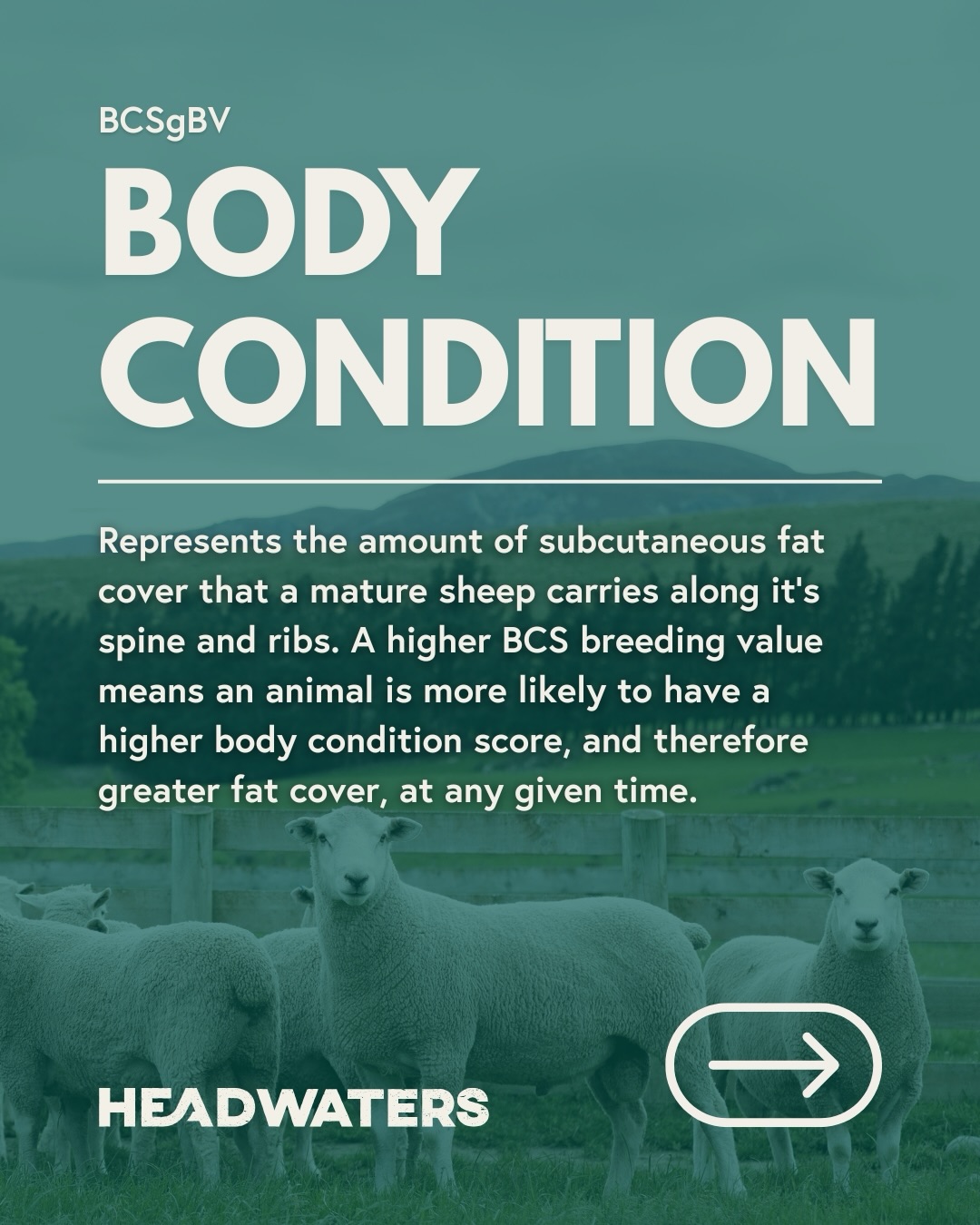 Body condition has a genetic component - it’s not just feed and management! Why does it matter? Improved fertility, resilience and lifetime performance 📈 check out how our Headwaters Elite Ewe Flock stacks up against the industry average