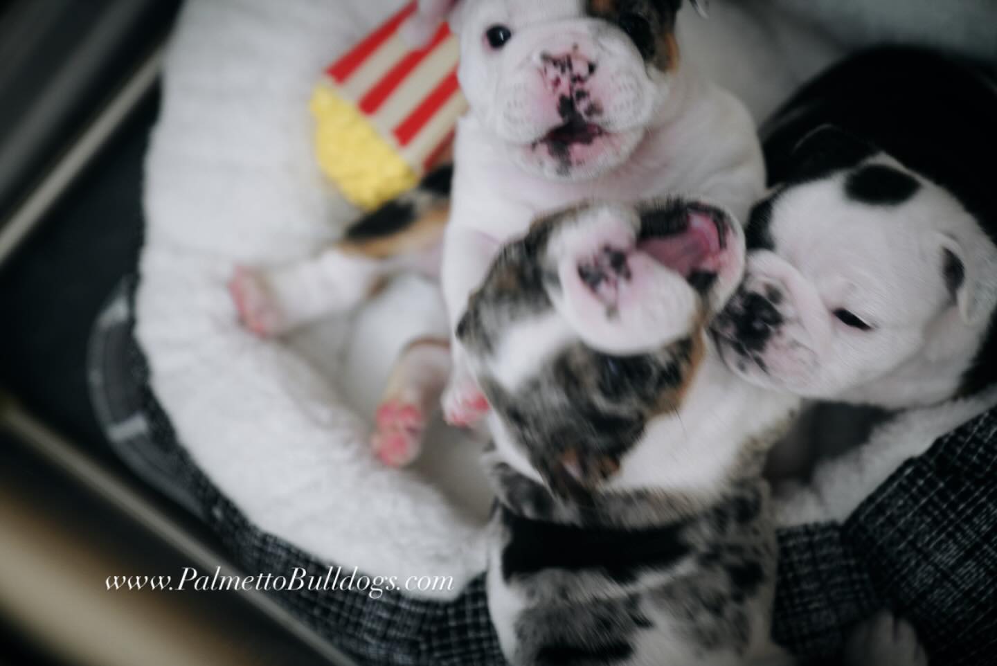 Boys will be boys! 🤣 #palmettobulldogs #englishbulldogs #puppies #love