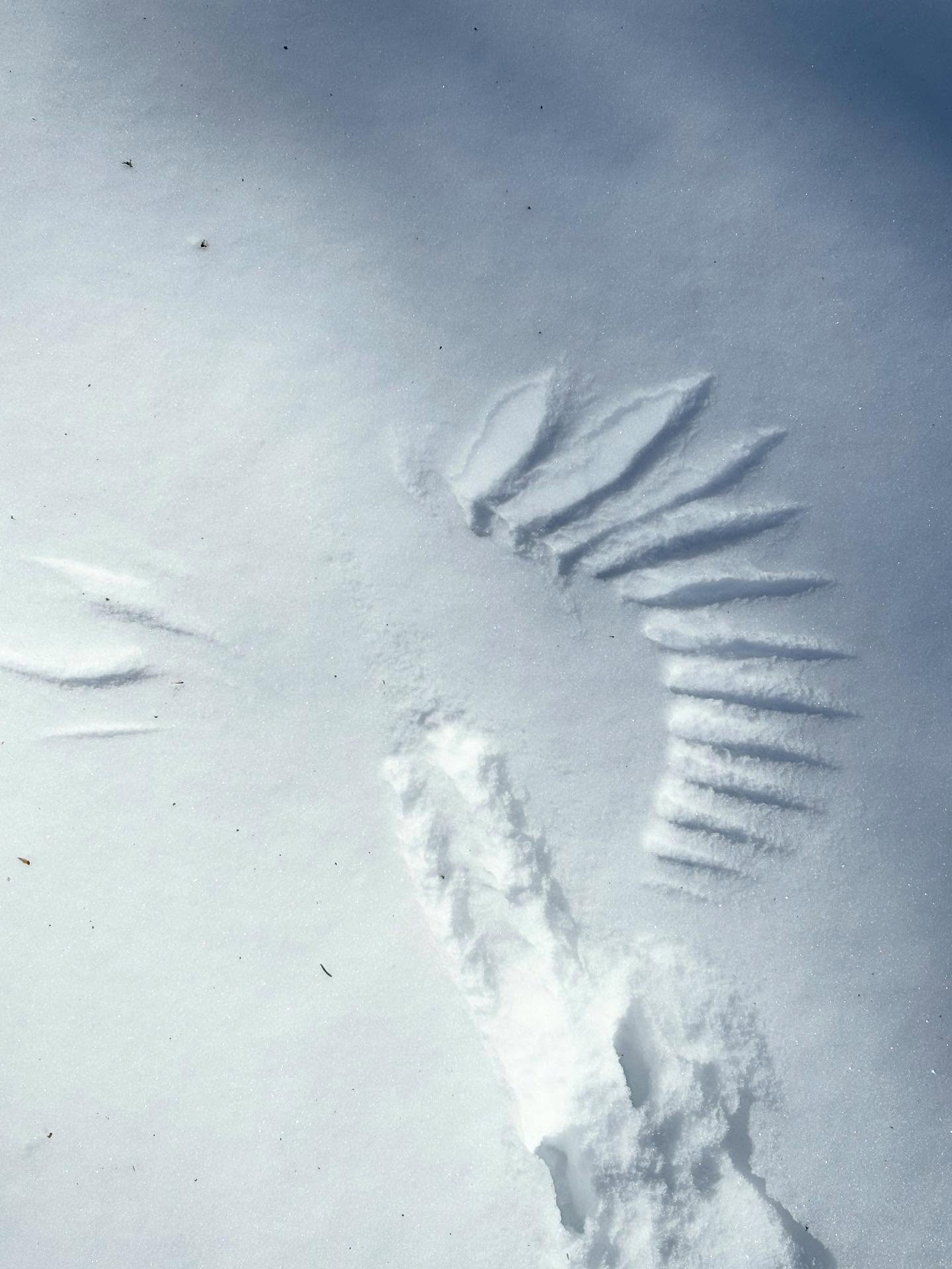 Winter is an exciting time for wildlife! Join us this Saturday, January 17th for a guided animal tracking walk with Kirk Gentalen at the Rockland Bog Preserve.
Kirk, naturalist and Regional Stewardship Manager for @maine_coast_heritage_trust, will provide tips for identifying animal tracks, and give insight into what wildlife are busy doing in the woods this time of year.
This walk is a great chance to explore the Rockland Bog Preserve! On our trail cam, we’ve seen bobcats, foxes, snowshoe hares, pileated woodpeckers, beavers, deer, and so many critters who call the bog home.
We’ll meet at 9:30am at our new Rockland Bog Preserve trailhead on Beechwood Street in Thomaston. Visit georgesriver.org/events (🔗 link is in our bio) to register and learn more!
#georgesriverlandtrust #mainecoastheritagetrust #animaltracking #winterwildlife #mainewildlife