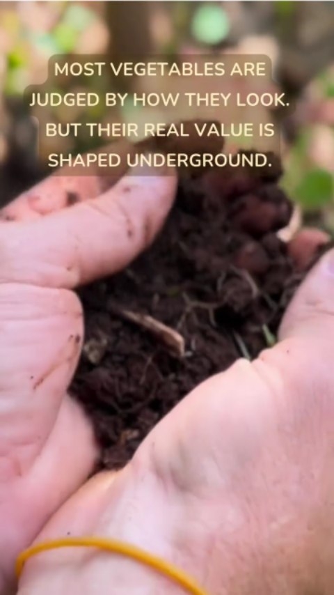 There’s more to our ForestFoods vegetables than meets the eye.
What gives our produce its true value isn’t just colour, size, or freshness;
it’s the health of the soil it comes from.
Living, well-nourished soil supports microbes, minerals, and natural balance.
And when soil is cared for, vegetables naturally carry more vitality, resilience, and depth.
In this video, we share why we go beyond organic and how regenerative agriculture focuses on restoring land, not just growing crops.
🌱 Our regenerative principles:
• Keep soils covered and protected
• Disturb the land as little as possible
• Encourage biodiversity above and below ground
• Integrate livestock into natural cycles
• Intervene less — letting nature lead
This is how soils heal.
This is how landscapes recover.
We’re regenerating landscapes, one farm at a time.
#RegenerateKenya #BeyondOrganic #RegenerativeAgriculture #SoilHealth
#NutrientDenseFood