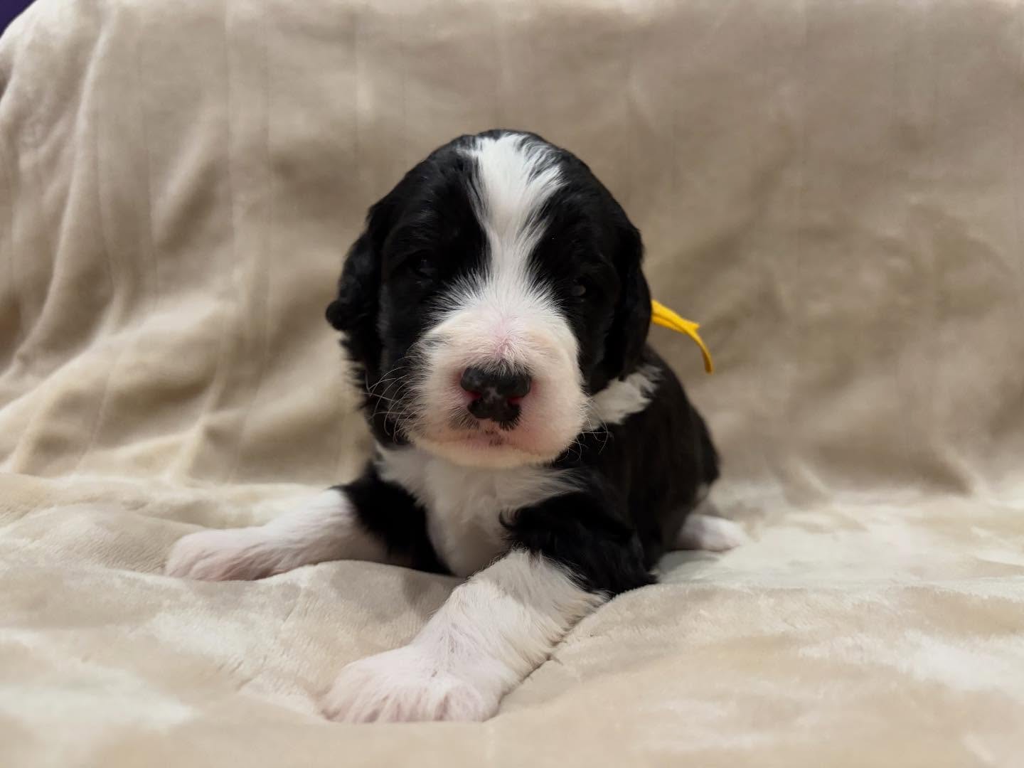 Introducing Lucy’s famous pups!!! Born 12-13. Puppy selection is this weekend! We are so excited to meet all the families.