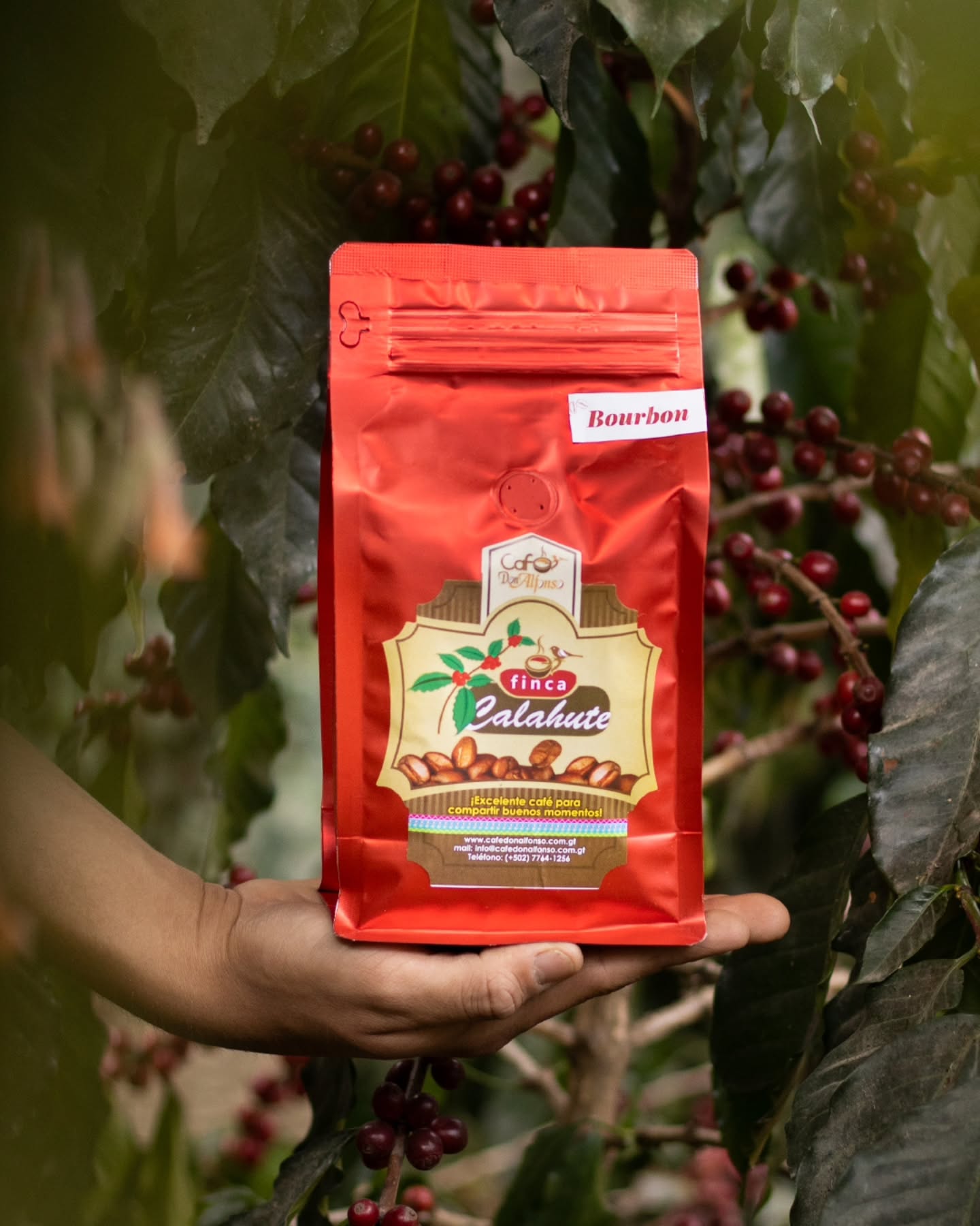 💌Café de temporada: Bourbon☕
Desde la finca Calahute, en las montañas de Huehuetenango, llega uno de los cafés favoritos para quienes buscan una taza naturalmente dulce y reconfortante.
✨En taza se percibe marcadamente achocolatado, con notas suaves a caramelo y una dulzura natural que lo hace perfecto para preparar en cafetera en casa o percoladora.
Este es el café que siempre recomendamos cuando alguien nos dice:
“Me gusta el café dulce.”
Descúbrelo este mes en Café Don Alfonso 💛☕
#CaféDonAlfonso #CaféDelMes #Bourbon #CaféDulce #CaféDeCalahute CaféDeEspecialidad Huehuetenango CoffeeLovers