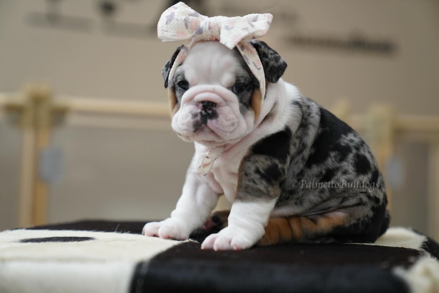 Miss “Sally Ride” #astronauts #palmettobulldogs #englishbulldogpuppy #puppy #instamood