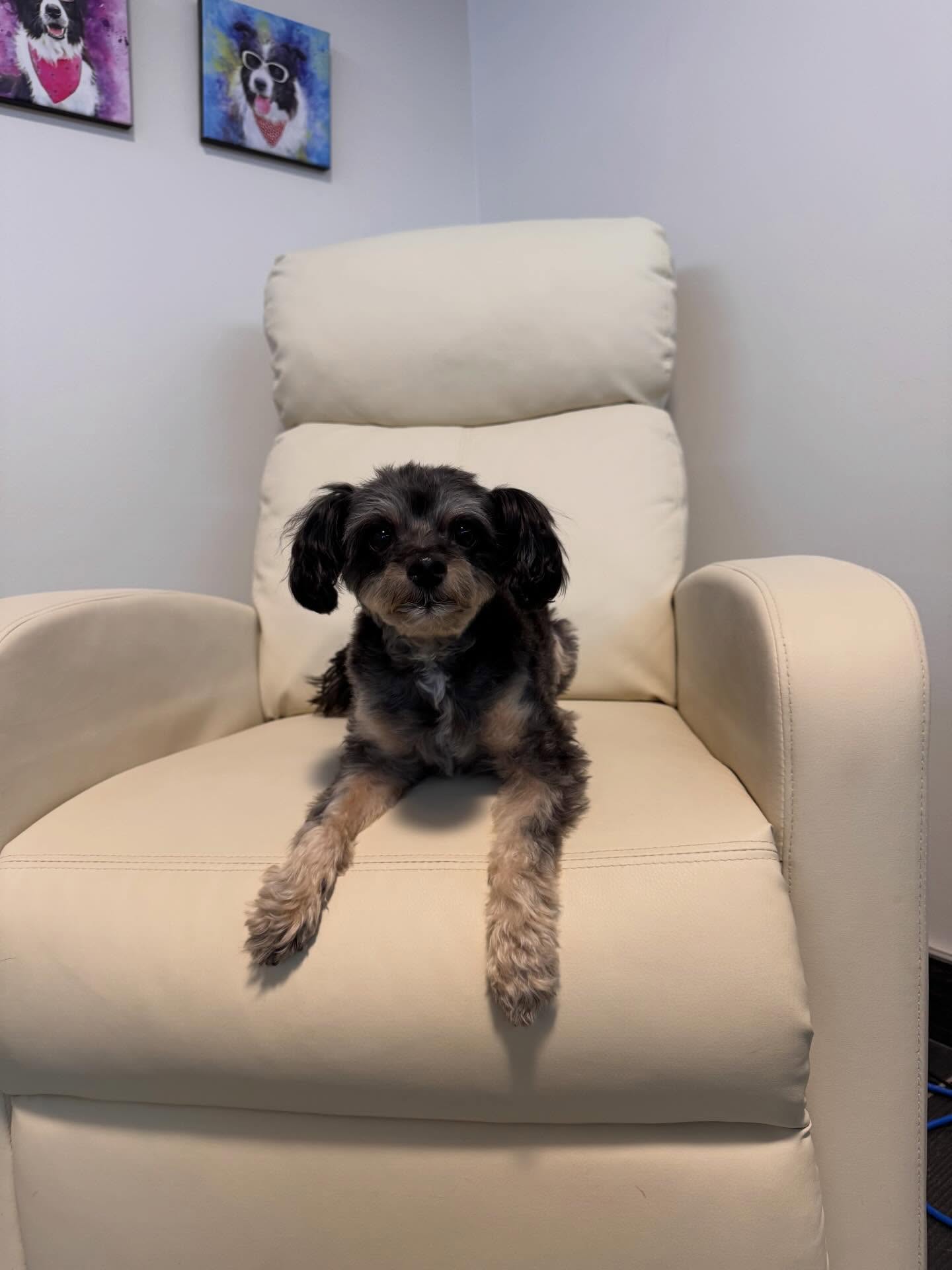 Here’s Presley during his laser with his technician! He’s feelin like a new man afterwards. He’s full of energy, spunk and loves to come get his treatments done! 🐾