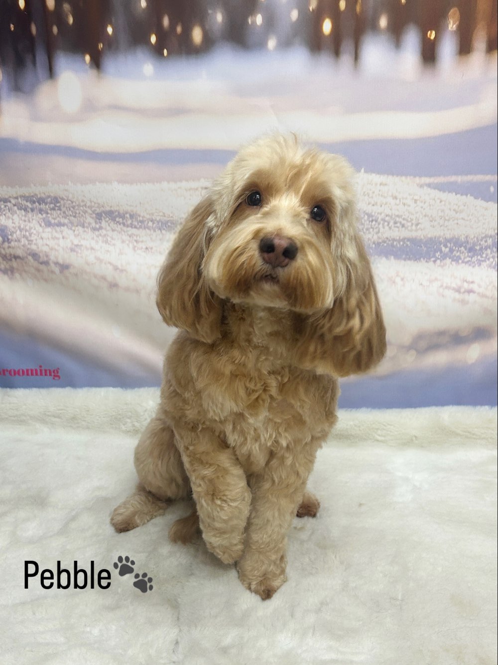 14/01/12 Such a wonderful day with these little ones🐾🥰 #cute #love #doggrooming
