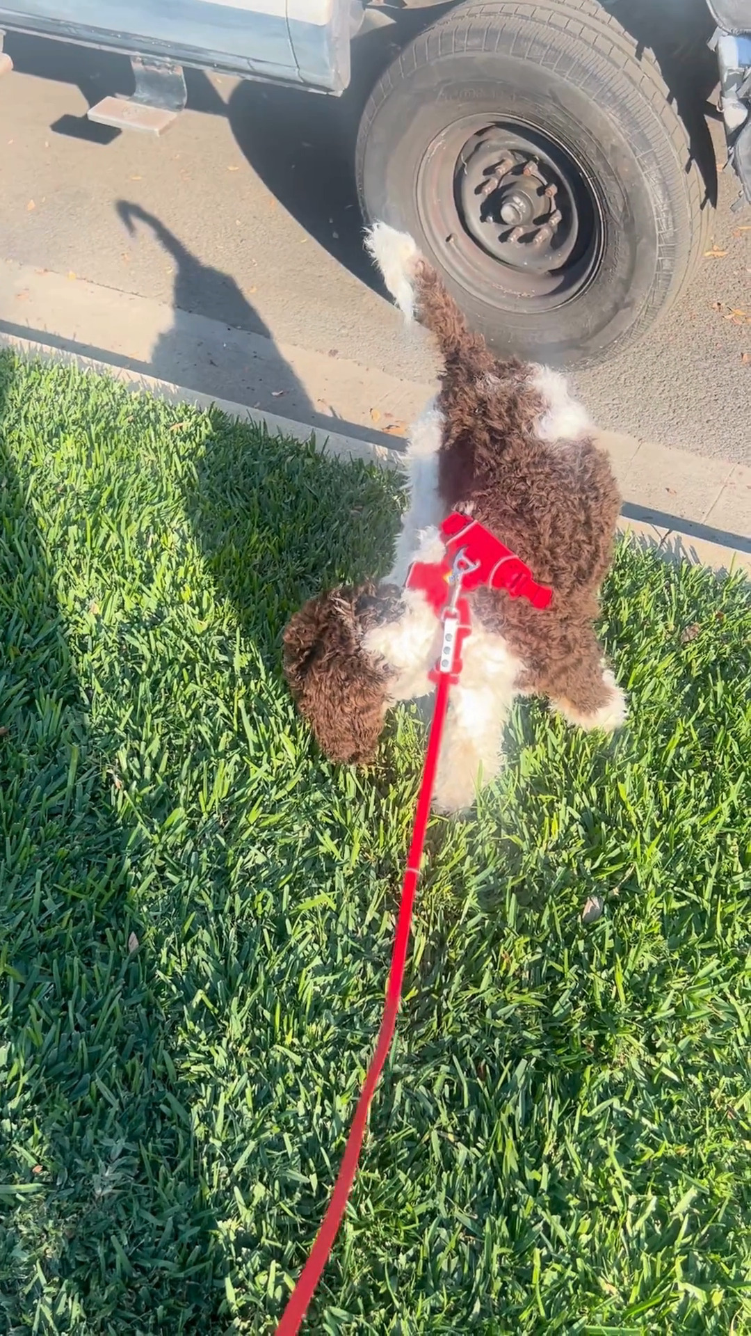 First walks are a BIG deal 🐾✨ And Laika is doing an amazing job. This isn’t about perfect leash walking yet - it’s about exploring, feeling safe, and learning that checking back in is always worth it. Confidence first. Skills later. Yay, puppy!
👉 What did your pup find most exciting on their first walks?
#LianaFitCanineConditioning #VirtualDogTraining #PuppyTraining #ConfidentCanine #PositiveReinforcement