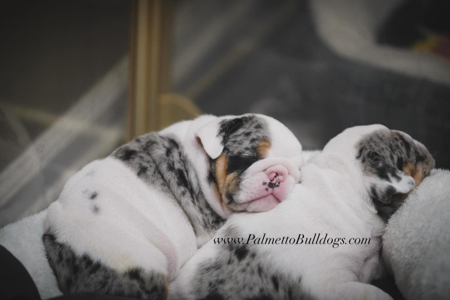 Anyone else jealous of how a puppy can just sleep at any given time in peace lol #palmettobulldogs #englishbulldogs #puppy #love #sleep
