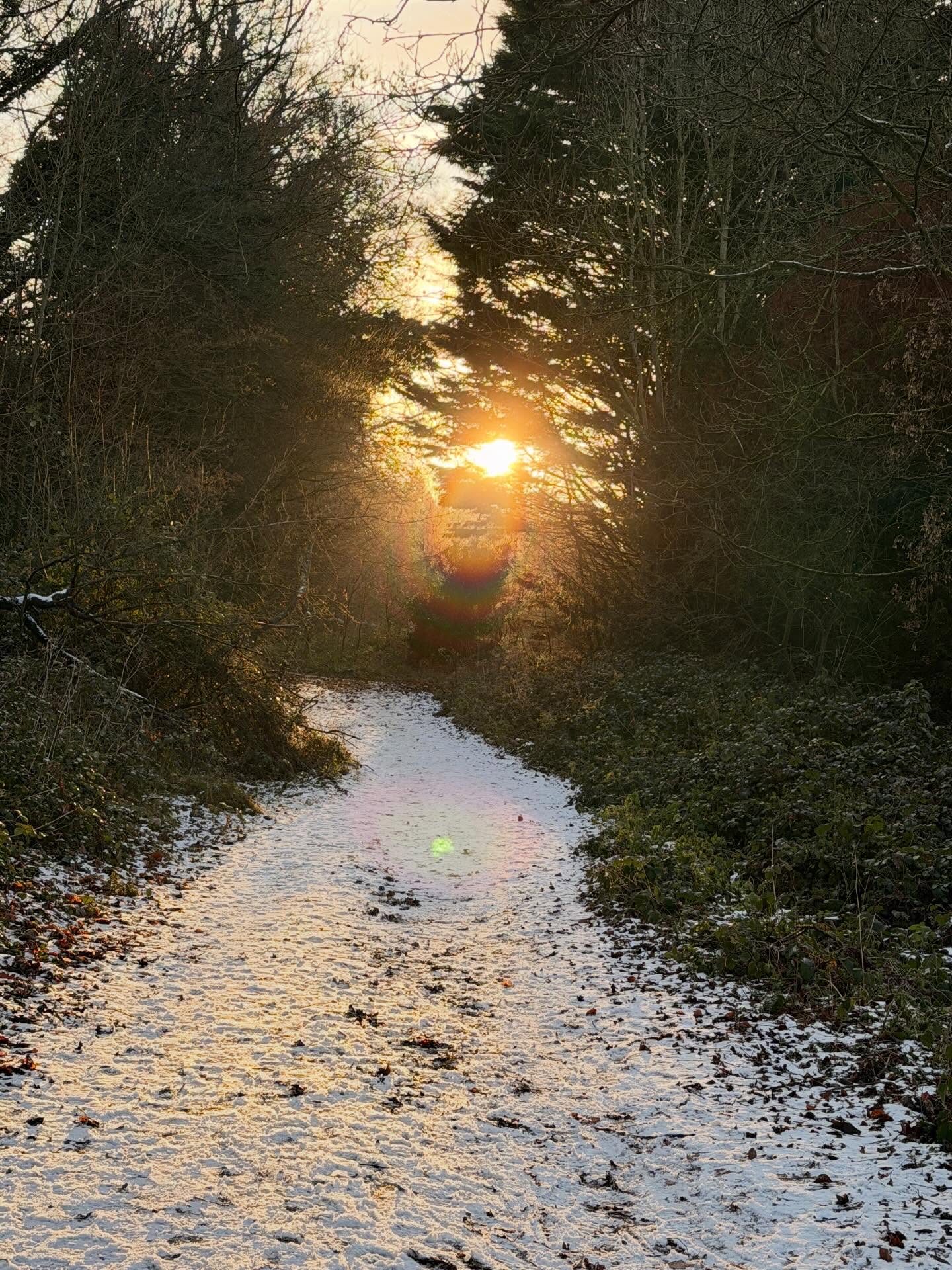 More winter goodness from my local woodness. She’s been heavily deforested this year as there’s a lot of plantation alongside the designated ancient woodland. I understand it’s vital to open up the forest floor to the light again, and of course we need wood, but it’s always a bit sad when it happens. #woodland #woodlandwalks #winterwalks
