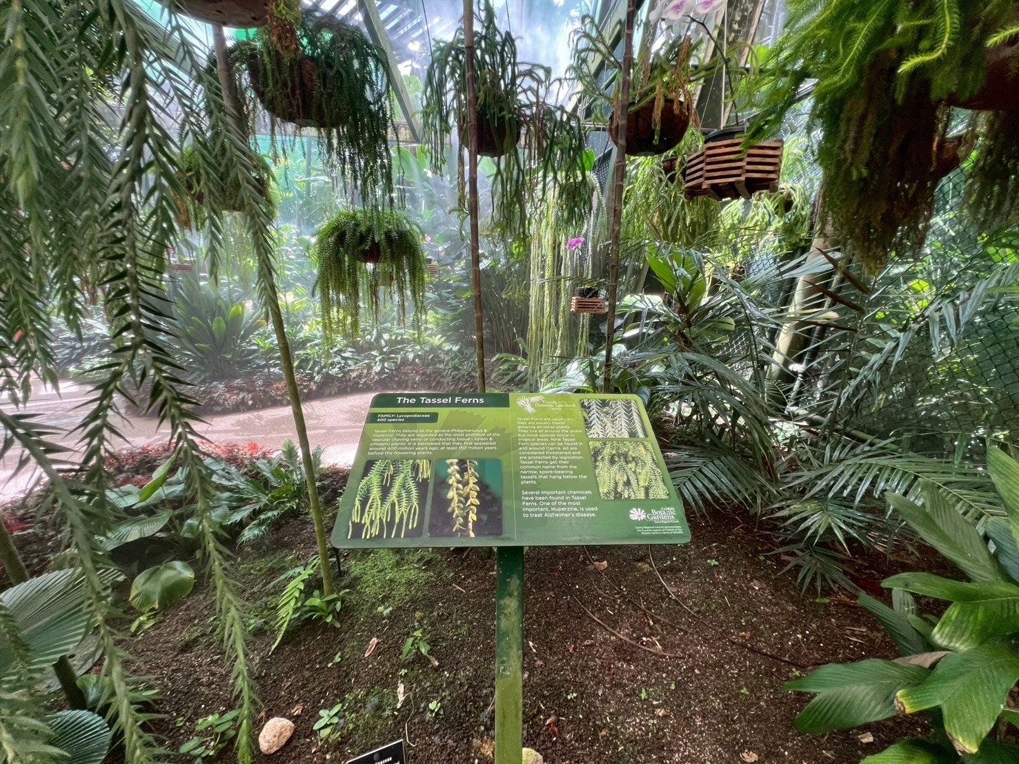 Just right for a relaxing walk to refresh your mind🥀😊
Botanic Gardens open everyday from 7:30 am - 5:30 PM
(Subject to weather conditions)
Admission is free
Car : On-street parking available
Bus : 131 Bus
#cairns#botanicgarden#hostel#backpackers