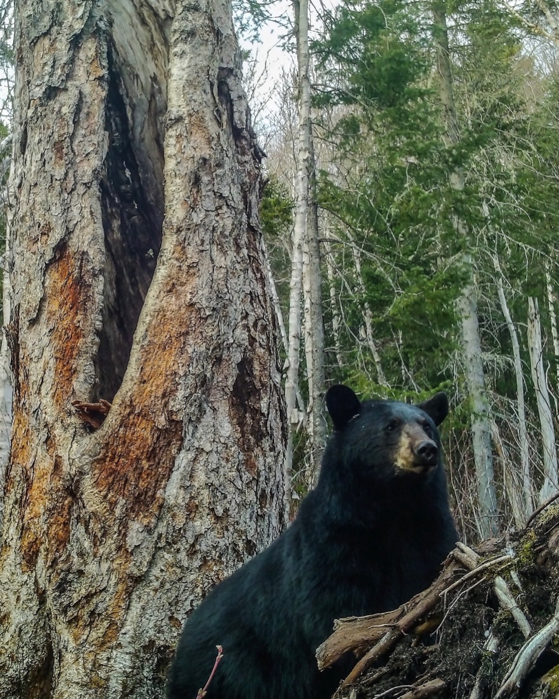 Dreaming about this Big Boy till Spring!!!