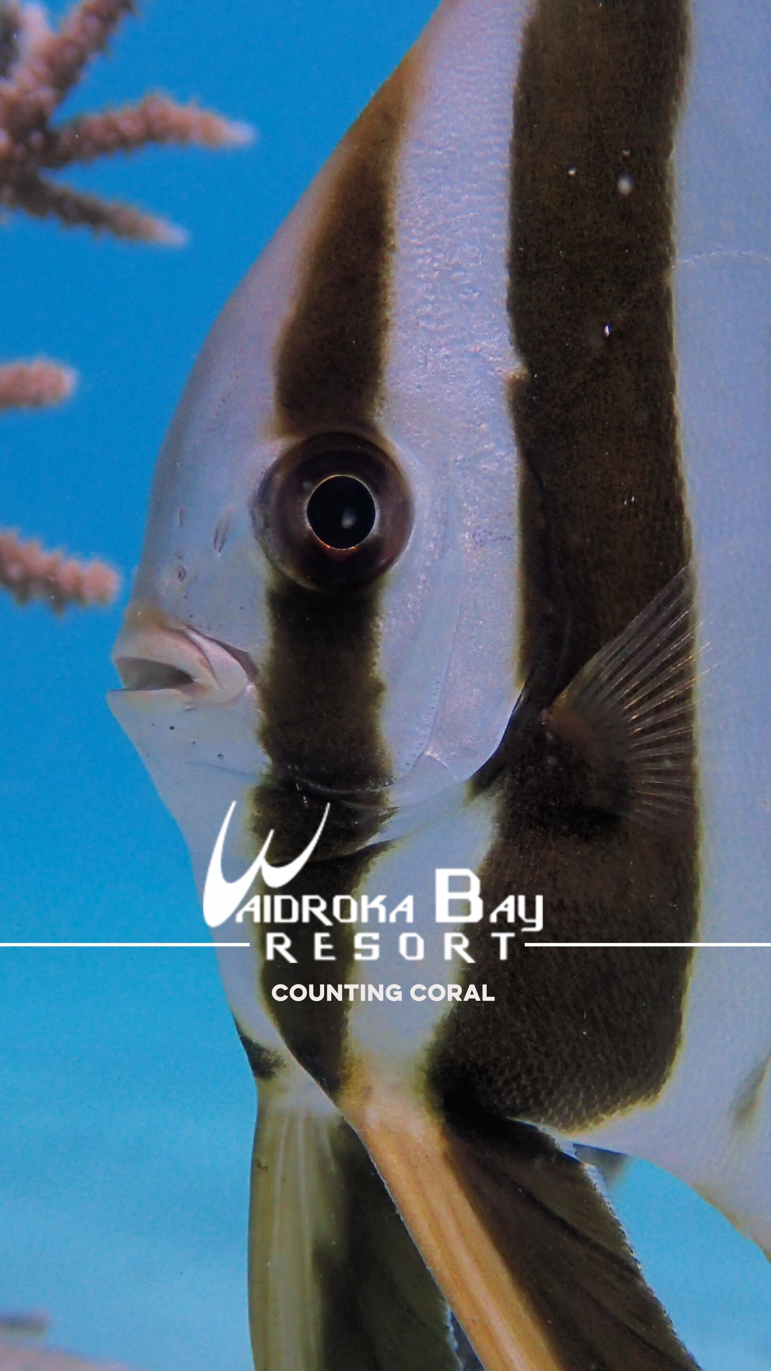 Long overdue in sharing our very special collaboration and friendship at the magical @waidrokabayresort on Viti Levu. Excited to share more about the focused conservation work happening there, how it came to be, and the custom marine-grade stainless steel structures supporting their coral conservation !!